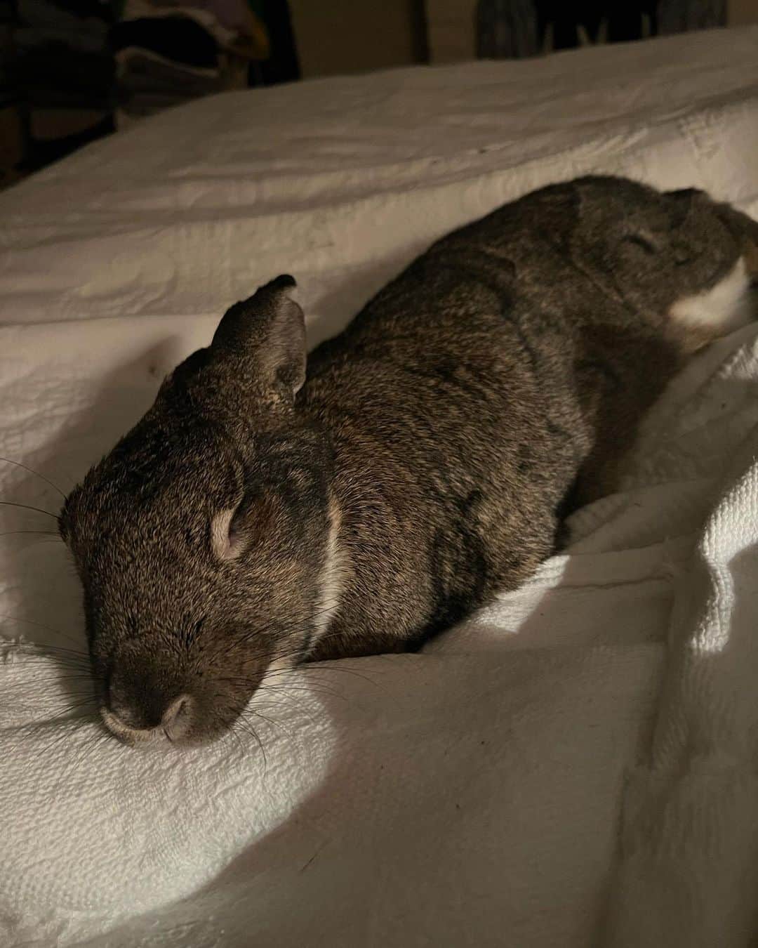 エイミー・セダリスさんのインスタグラム写真 - (エイミー・セダリスInstagram)「Rabbit rabbit Tina Bunny June 1st 2023 #rabbitrabbit」6月1日 21時39分 - amysedaris