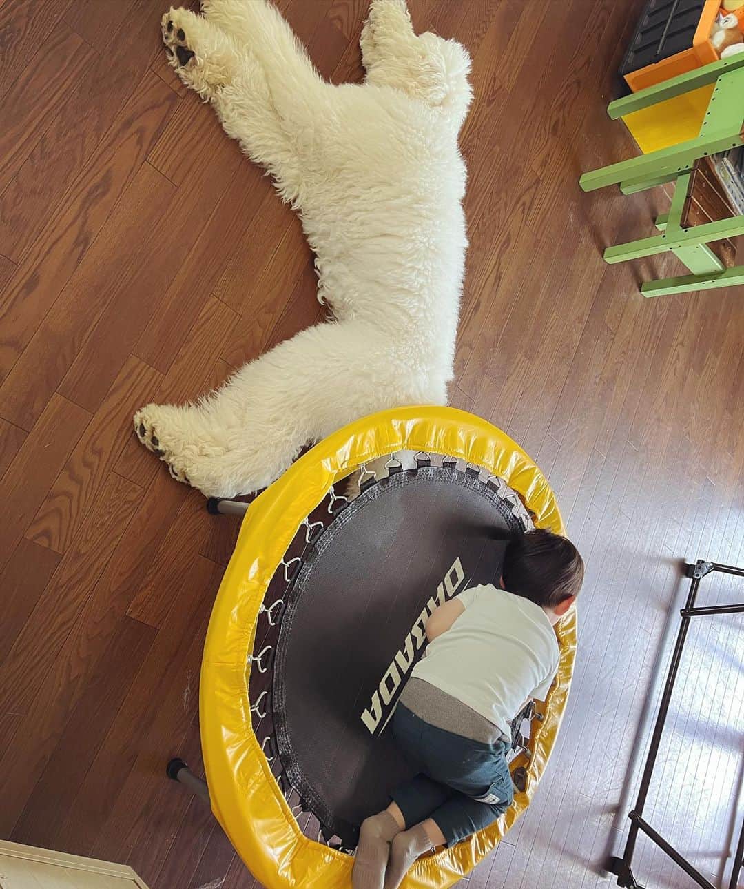 たまねぎさんのインスタグラム写真 - (たまねぎInstagram)「. . 寝落ちなむーむ。 雷が初めて添い寝してくれてた。  初めて見る光景に、いろんな思いで胸がいっぱいになった。  #standardpoodle #スタンダードプードル #poodle #いぬのいる生活 #大型犬 #犬と暮らす #いぬなしでは生きていけません  #フランソワ王国出身 #大型犬との暮らし #しろくろ #一緒にねんね」6月1日 21時42分 - tamanegi.qoo.riku