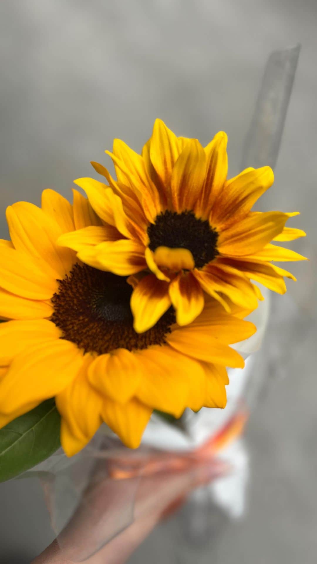 山名未紗のインスタグラム：「お仕事帰りに娘と...🌻 #flower #向日葵 #花のある暮らし」