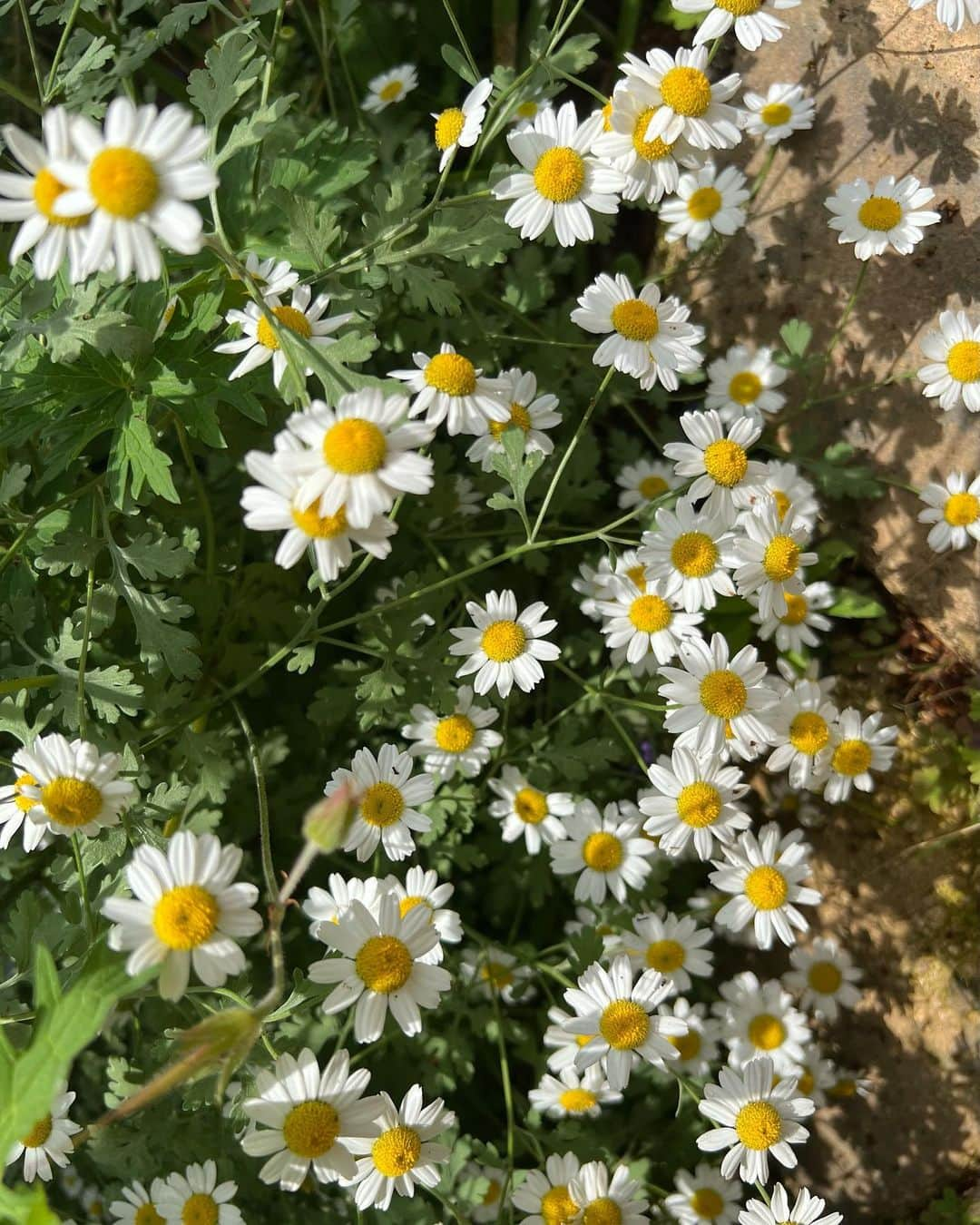 生駒幸恵のインスタグラム：「今月のお花見🪻🚙  熱海から鎌倉長谷寺へ💠  菖蒲、紫陽花、薔薇、ギガンテウム、アルストロメリア、オトギリソウ...  名前をGoogleに聞いてメモするのに必死🗒️  #たまにの休日 #お花を楽しむ #長谷寺 #鎌倉 #花のある風景」