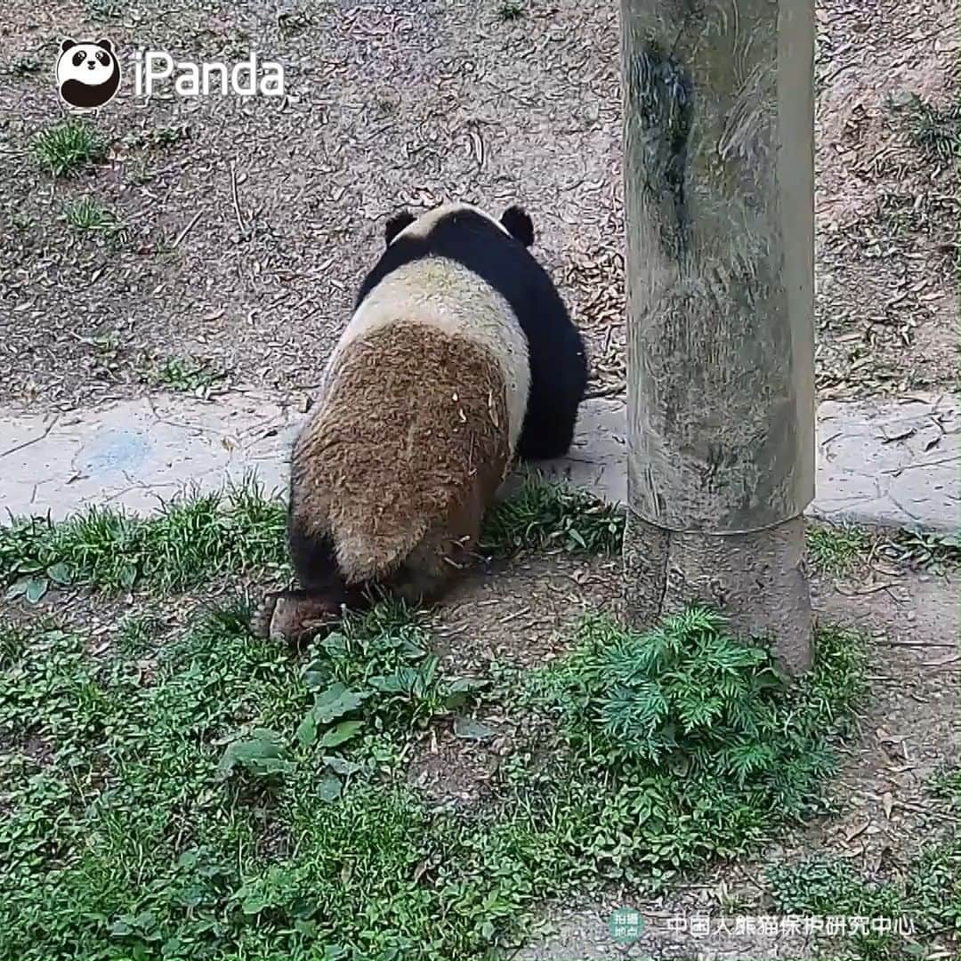 iPandaのインスタグラム