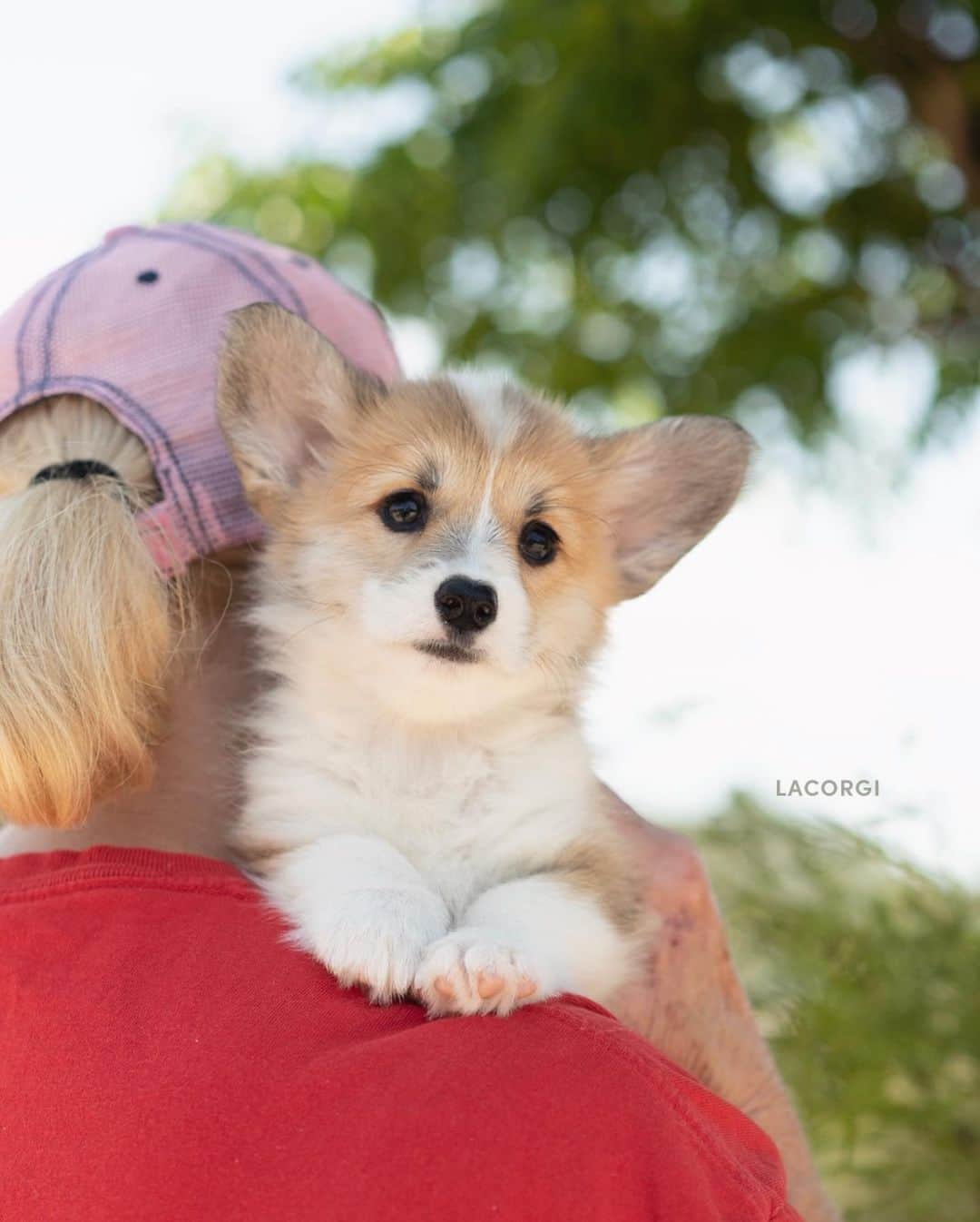 Geordi La Corgiさんのインスタグラム写真 - (Geordi La CorgiInstagram)「Looking for name suggestions for this pretty little girl! We need ideas for her call name as well as her AKC registered name. Her breeder and I haven’t been able to think of a good one. (Please no food name suggestions!) 🙏  There is no litter theme.  Sire: GCH Tri-umph That’s How I Roll “Scotty”  Dam: CH Bigelbach’s Love Story “Juliet”   Breeder: Bigelbach Pembroke Welsh Corgis」6月1日 22時19分 - lacorgi