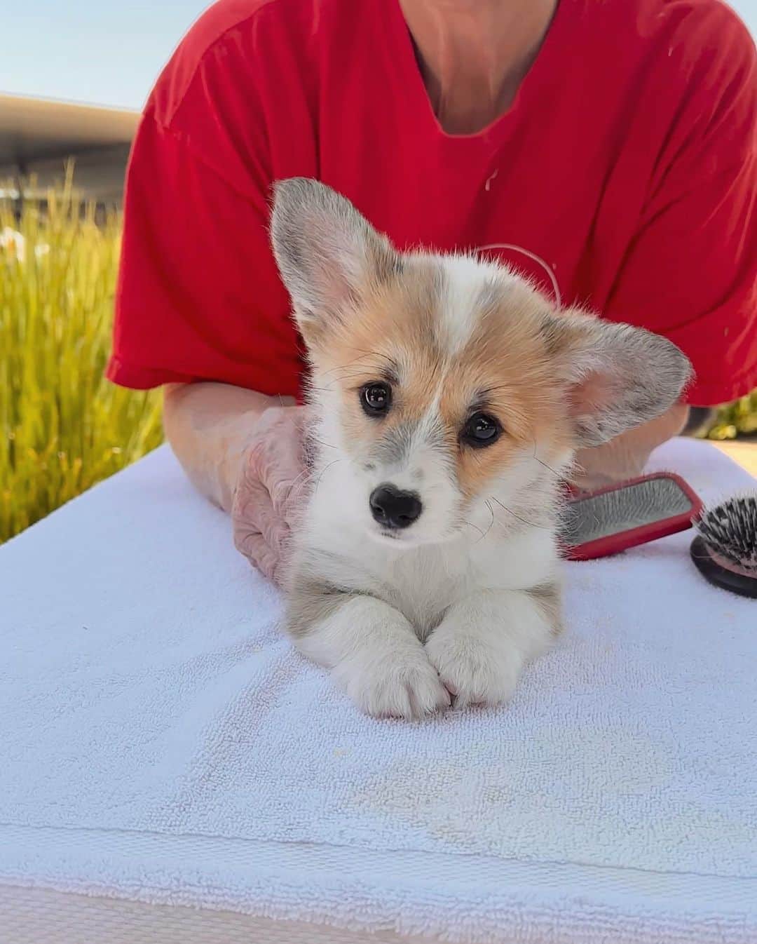 Geordi La Corgiのインスタグラム：「Looking for name suggestions for this pretty little girl! We need ideas for her call name as well as her AKC registered name. Her breeder and I haven’t been able to think of a good one. (Please no food name suggestions!) 🙏  There is no litter theme.  Sire: GCH Tri-umph That’s How I Roll “Scotty”  Dam: CH Bigelbach’s Love Story “Juliet”   Breeder: Bigelbach Pembroke Welsh Corgis」