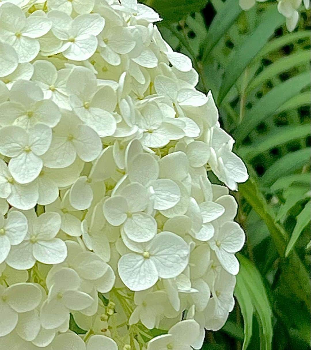 世良公則のインスタグラム：「・・・・・・  そして今日  白いアジサイは  柔らかな日差しに映えていた  and today I saw a white hydrangea.  ・・・・・・  #世良公則 #masanorisera #japaneseartist #japaneseculture #hydrangea #アジサイ #紫陽花 #flowers #梅雨」