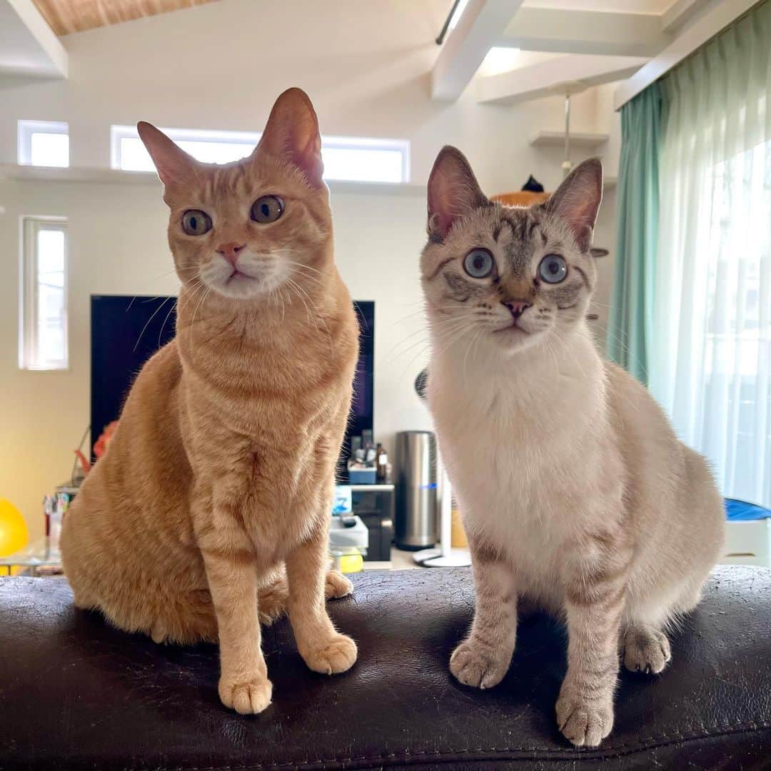 田中要次のインスタグラム：「3匹写ってた！ #猫Kumako #猫Chai #猫Guri #Bo_nyans #猫のいる暮らし」