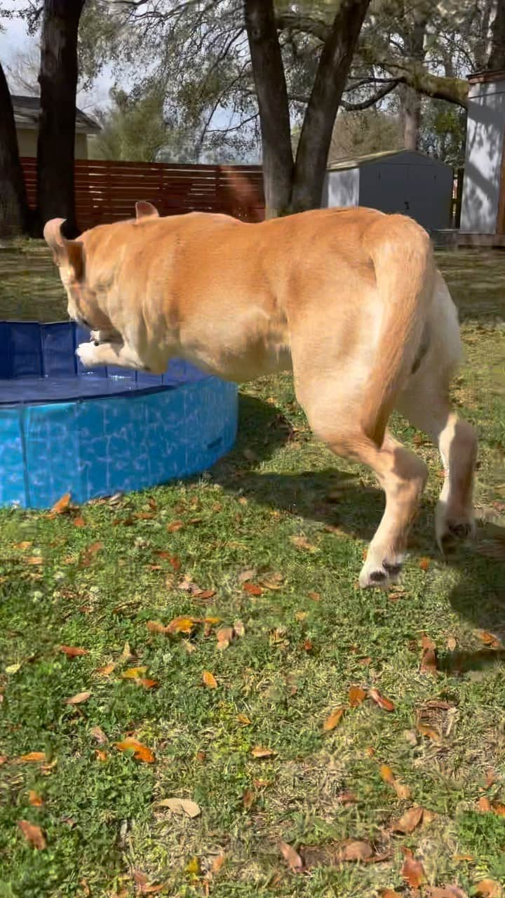 Huckのインスタグラム：「Pool zoomies 🌀💨🕶️☀️  #taleaofalab #englishlabrador #labsofinstagram #yellowlabsquad #luvablelabsofinsta #worldoflabs #labrador_class #labrador_of_ig #dogsofinstagram #labradorable #labradorlife #yellowlabsofinstagram  #instalab  #waterdog #dogstagram #trendingreels #trendingaudio #dogoftheday」