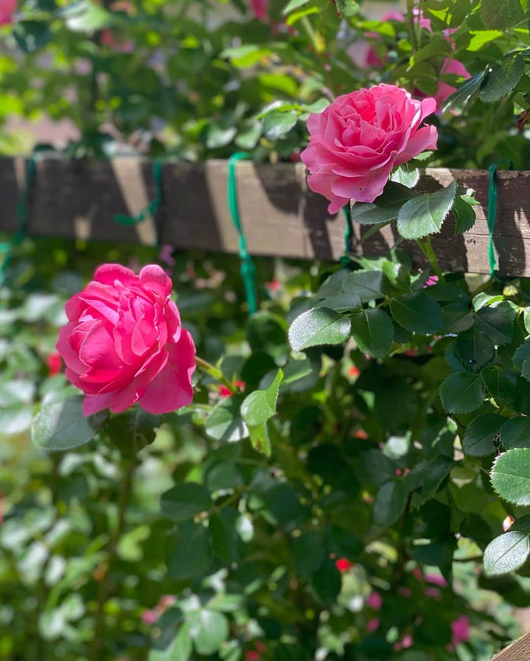 海津ゆうこさんのインスタグラム写真 - (海津ゆうこInstagram)「昨日お邪魔してきました 松岡の斉藤邸のバラ園。  最高のお天気の中、 バラを堪能してさせていただきました🌹  今年はバラの咲きも早いそうで、あと10日くらいかな〜ということだったのでお早めに😊  毎年、バラの手入れや バラへの思いを伺っていると こうやって楽しませてもらえるのは 本当にありがたいことですよね。  #新発田#しばたびより #しばたじまん#バラ園#rose #バラ #rosegarden #新発田市松岡 #instagood #instadaily #instalike #instalife #instagood #フリーアナウンサー#ラジオパーソナリティー」6月1日 22時31分 - yuco310