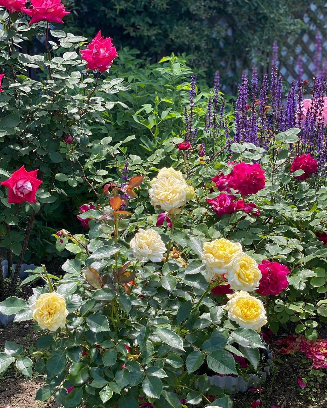 海津ゆうこさんのインスタグラム写真 - (海津ゆうこInstagram)「昨日お邪魔してきました 松岡の斉藤邸のバラ園。  最高のお天気の中、 バラを堪能してさせていただきました🌹  今年はバラの咲きも早いそうで、あと10日くらいかな〜ということだったのでお早めに😊  毎年、バラの手入れや バラへの思いを伺っていると こうやって楽しませてもらえるのは 本当にありがたいことですよね。  #新発田#しばたびより #しばたじまん#バラ園#rose #バラ #rosegarden #新発田市松岡 #instagood #instadaily #instalike #instalife #instagood #フリーアナウンサー#ラジオパーソナリティー」6月1日 22時31分 - yuco310