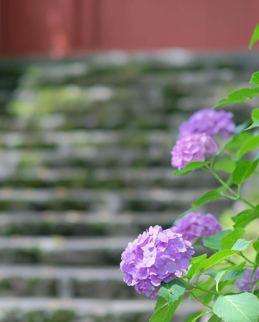 奈良 長谷寺 / nara hasederaさんのインスタグラム写真 - (奈良 長谷寺 / nara hasederaInstagram)「#紫陽花 が鮮やかに色づく6月17日(土) IGの中の人と長谷寺の#あじさい を写真に収めながら境内を散策するフォトツアーを開催します。奈良のちょっとマニアックなツアーを企画している@chitosenara_okashita #ちとせなら から申し込みが出来ます。  雨でも晴れでも美しい紫陽花を愛でながら長谷寺の解説と大きな観音さまを観じていただけます。  ※この投稿の紫陽花の写真は今年のではありません。  #長谷寺 #奈良長谷寺 #総本山長谷寺 #真言宗豊山派 #花の御寺 #奈良 #hasedera #hasederatemple #temple #japan #japanesetraditional #pilgrimage #nara #tourism #sightseeing #japanesetemple #西国三十三所 #霊場 #巡礼 #四寺巡礼 #長谷寺が好き #日本遺産 #観音さんさんサイコク巡礼 #千年巡礼」6月2日 8時30分 - hase_dera