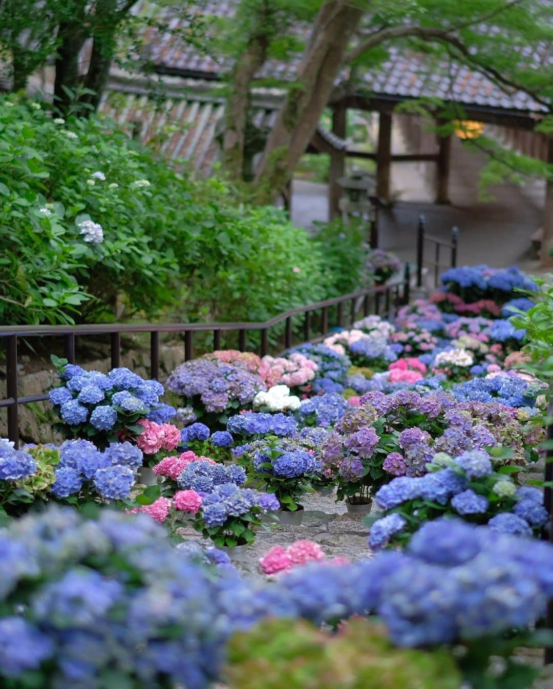 奈良 長谷寺 / nara hasederaさんのインスタグラム写真 - (奈良 長谷寺 / nara hasederaInstagram)「#紫陽花 が鮮やかに色づく6月17日(土) IGの中の人と長谷寺の#あじさい を写真に収めながら境内を散策するフォトツアーを開催します。奈良のちょっとマニアックなツアーを企画している@chitosenara_okashita #ちとせなら から申し込みが出来ます。  雨でも晴れでも美しい紫陽花を愛でながら長谷寺の解説と大きな観音さまを観じていただけます。  ※この投稿の紫陽花の写真は今年のではありません。  #長谷寺 #奈良長谷寺 #総本山長谷寺 #真言宗豊山派 #花の御寺 #奈良 #hasedera #hasederatemple #temple #japan #japanesetraditional #pilgrimage #nara #tourism #sightseeing #japanesetemple #西国三十三所 #霊場 #巡礼 #四寺巡礼 #長谷寺が好き #日本遺産 #観音さんさんサイコク巡礼 #千年巡礼」6月2日 8時30分 - hase_dera