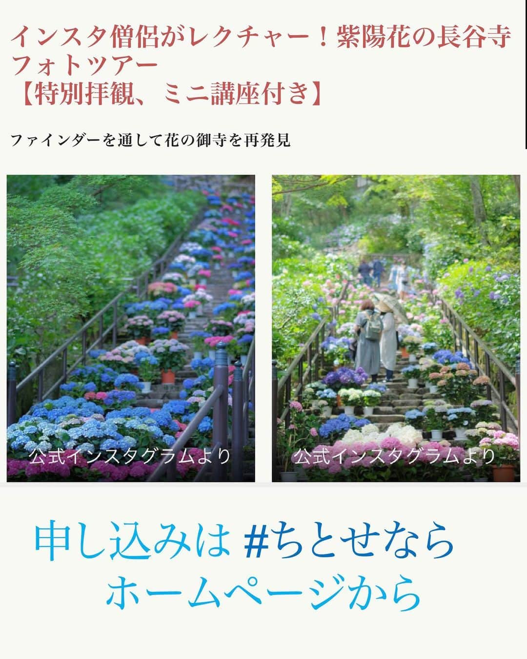 奈良 長谷寺 / nara hasederaのインスタグラム：「#紫陽花 が鮮やかに色づく6月17日(土) IGの中の人と長谷寺の#あじさい を写真に収めながら境内を散策するフォトツアーを開催します。奈良のちょっとマニアックなツアーを企画している@chitosenara_okashita #ちとせなら から申し込みが出来ます。  雨でも晴れでも美しい紫陽花を愛でながら長谷寺の解説と大きな観音さまを観じていただけます。  ※この投稿の紫陽花の写真は今年のではありません。  #長谷寺 #奈良長谷寺 #総本山長谷寺 #真言宗豊山派 #花の御寺 #奈良 #hasedera #hasederatemple #temple #japan #japanesetraditional #pilgrimage #nara #tourism #sightseeing #japanesetemple #西国三十三所 #霊場 #巡礼 #四寺巡礼 #長谷寺が好き #日本遺産 #観音さんさんサイコク巡礼 #千年巡礼」