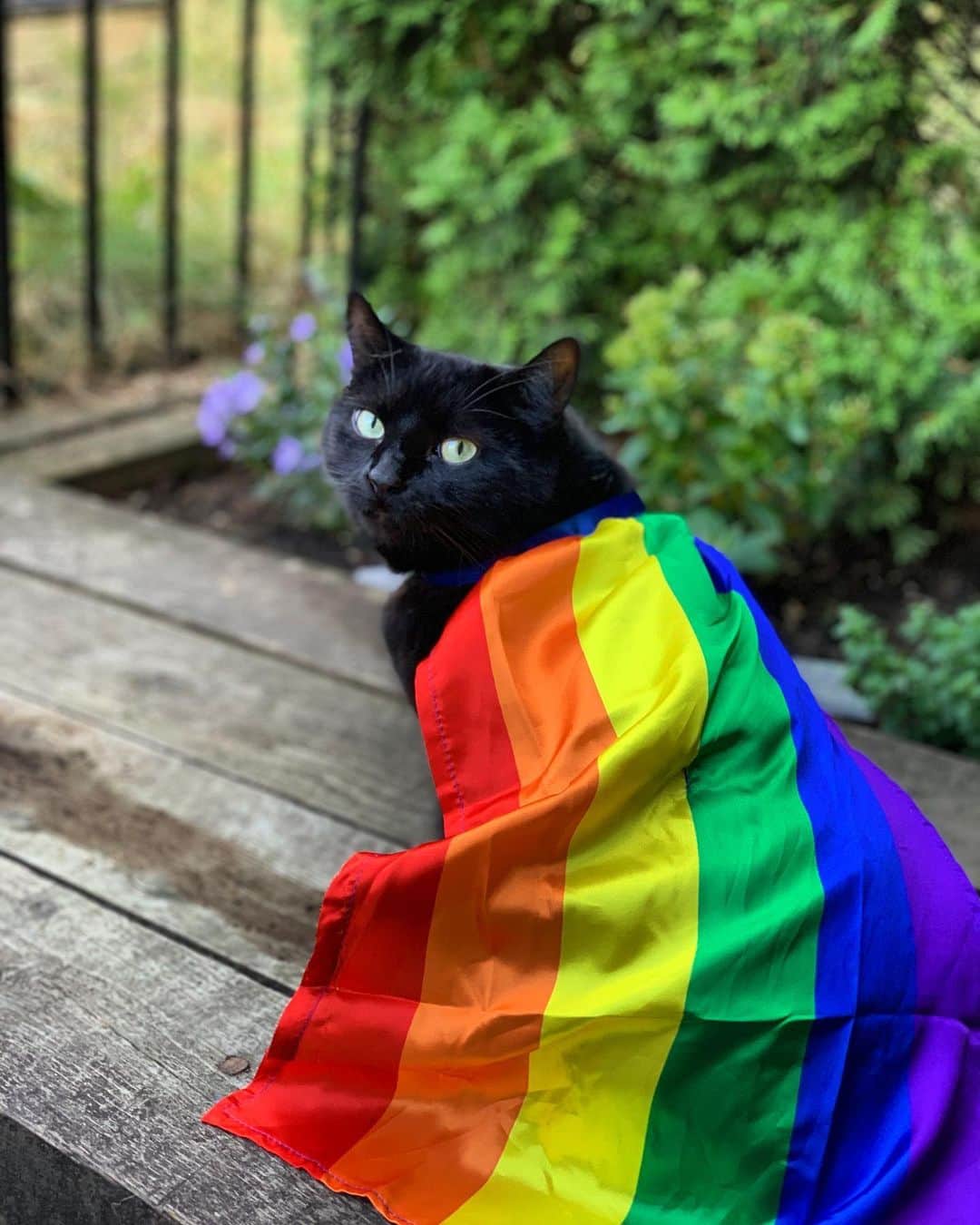 The Cats Of Instagramのインスタグラム：「Happy #PrideMonth! ❤️🧡💛💚💙💜🖤🤎🩵🩷🤍 We love you!!!」