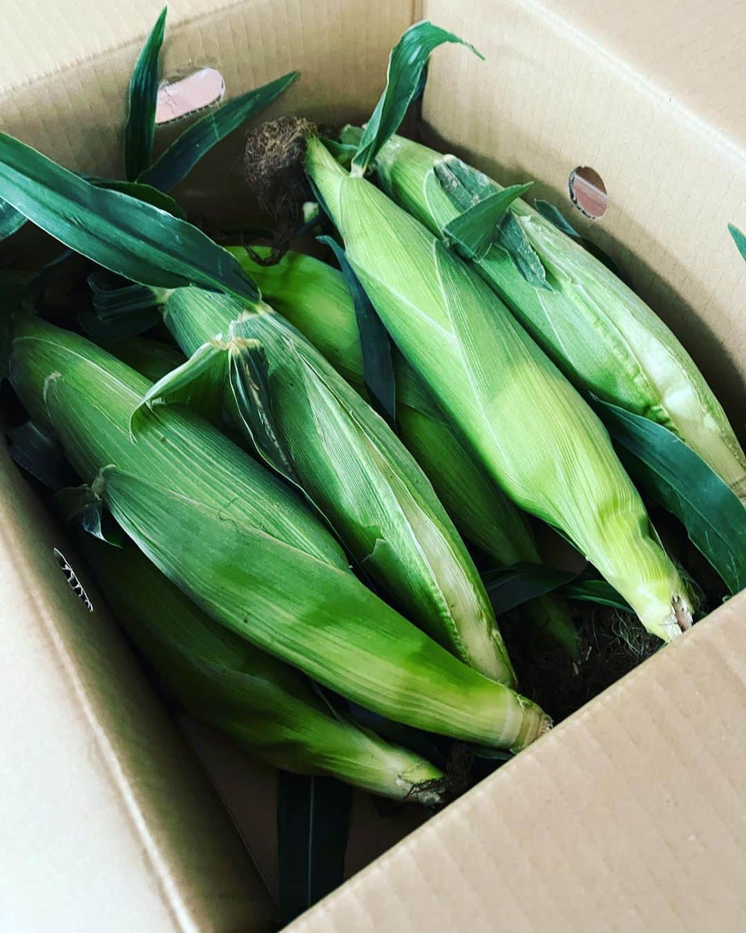 金村義明さんのインスタグラム写真 - (金村義明Instagram)「自宅戻ると、カネコーン🌽🌽🌽 初出荷のまだ小ぶりだけど、甘みは抜群！ #株式会社コンコラソン #しげもろこし 販売は、これから順に甘くなっていきます 株式会社コンコラソンのホームページからネットで検索！」6月2日 8時43分 - yoshiaki_kanemura