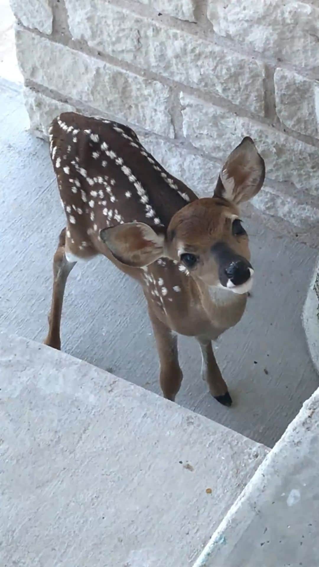sevimli_hayvanlar34のインスタグラム：「Throwback Thursday when Bambi showed up #deer #tbt #bambi #canyonlaketx」