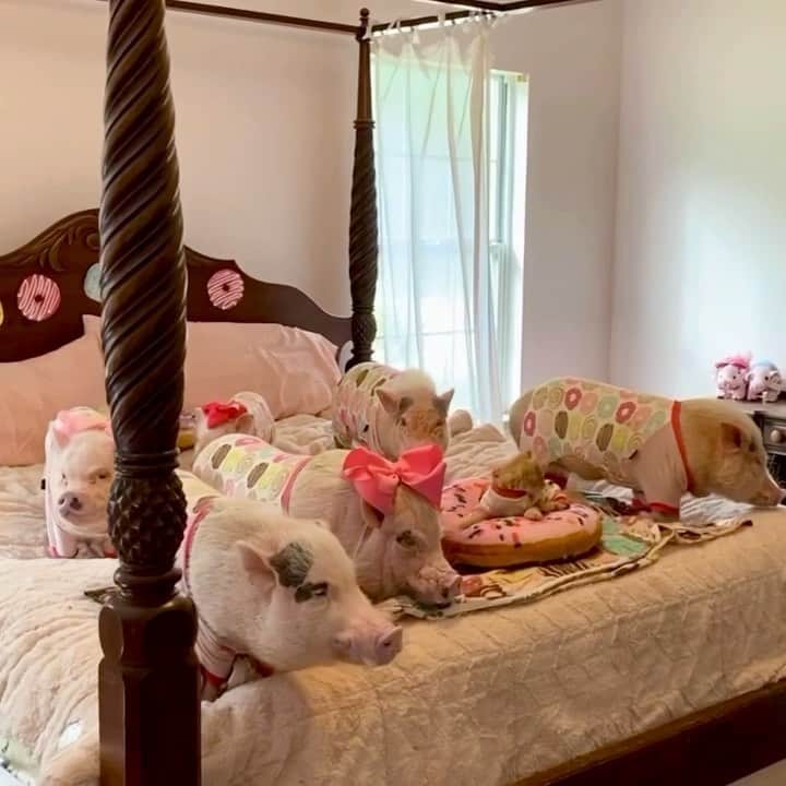 Priscilla and Poppletonのインスタグラム
