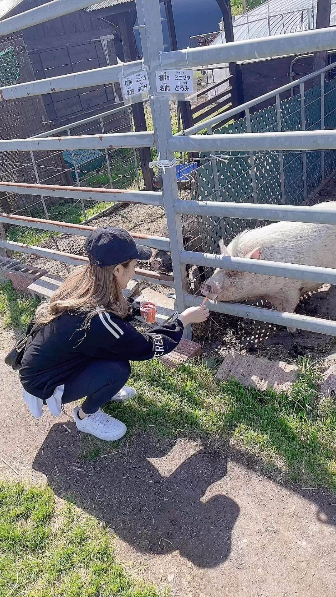 花咲うみのインスタグラム：「ブタさんにエサやり🐷🤍 #バルセロナグループ #桃李 #札幌 #すすきの #ススキノ #キャバクラ #キャバ嬢 #キャバクラ嬢 #ニュークラブ #ニュークラ #ニュークラ嬢 #キャバ #ラウンジ #ラウンジ嬢 #ガールズバー #すすきのキャバクラ #すすきのキャバ嬢 #すすきのグルメ #札幌旅行 #北海道観光 #美人 #美女 #可愛い #可愛い女の子 #銀座 #六本木 #北新地 #錦 #中州 #いいね返し」