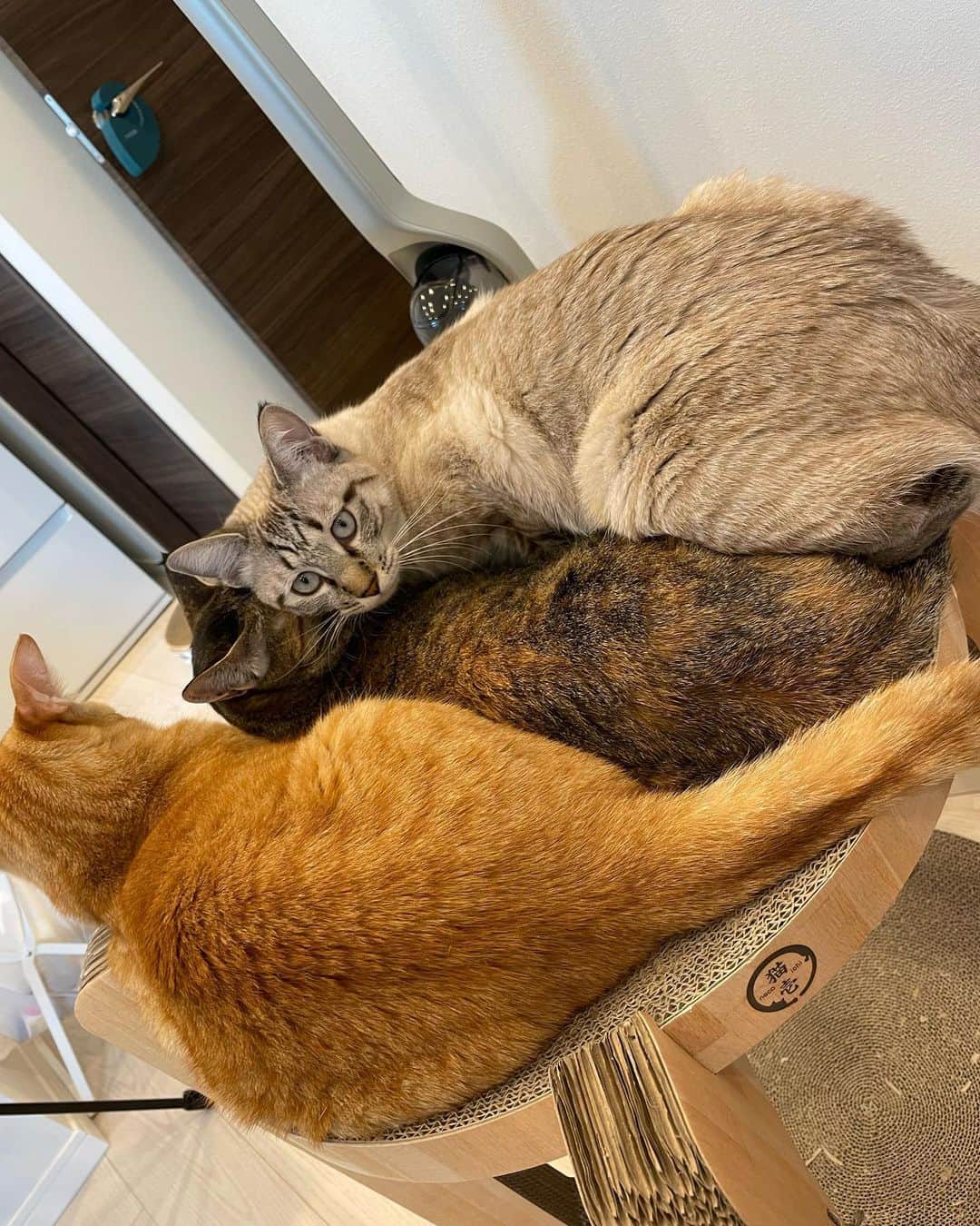 ゆっこママのインスタグラム：「狭いところに3匹大集合🐈🐈🐈  @chatamayo_diary」