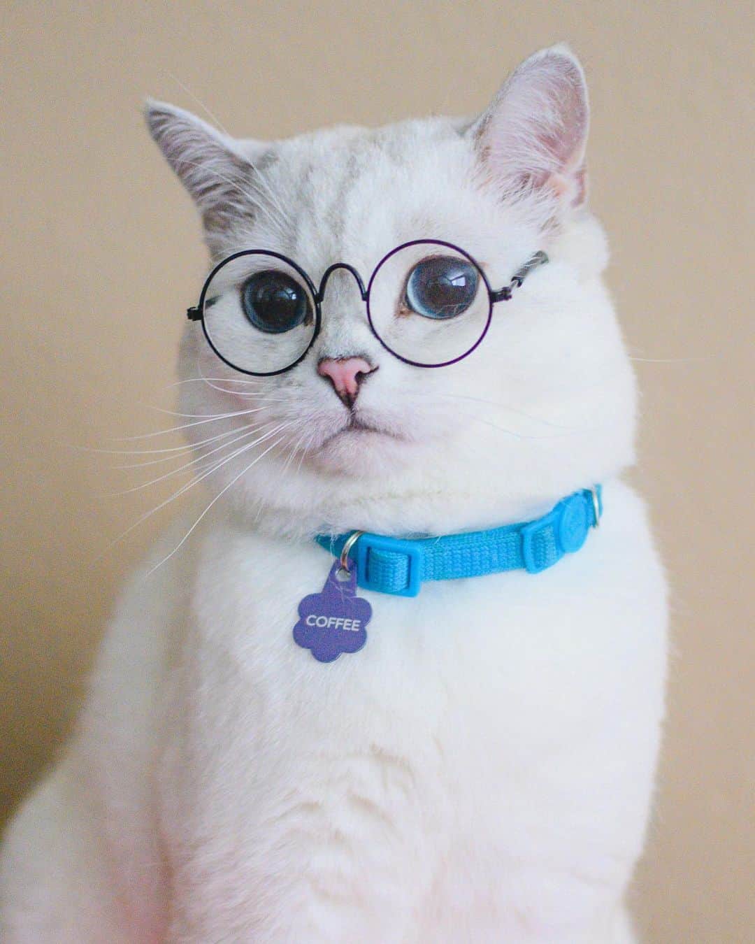 ミスター・ホワイトさんのインスタグラム写真 - (ミスター・ホワイトInstagram)「What pairs nicely with coffee? ☕️ 🥐   #cats #cat #catsofinstagram #love #coffeecat」6月2日 4時00分 - white_coffee_cat