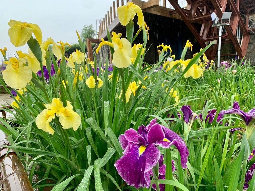 依田司さんのインスタグラム写真 - (依田司Instagram)「6月2日（金） 茨城県潮来市にある「水郷潮来あやめ園」から見ごろを迎えたアヤメをご紹介。 約500種100万株の、カキツバタや花菖蒲などのアヤメ科の植物が植えられています。 今年は例年と比べ1週間開花が早いものの、遅咲きまで様々な品種があるため、長い期間楽しむことができるそうです。 「水郷潮来あやめまつり」も開催され、アヤメの苗やアヤメ笠の販売も行われます。  台風や大雨の情報に尺をさき、十分にご紹介出来なかったにも関わらず、快く中継を引き受けてくださり感謝しかありません。ぜひ、晴れている日に訪れてみてください。水面がキラキラ輝く中の菖蒲は格別ですよ。  #水郷潮来あやめ園 #依田さん #依田司 #お天気検定 #テレビ朝日 #グッドモーニング #気象予報士 #お天気キャスター #森林インストラクター #グリーンセイバーアドバンス #プロジェクトワイルド #IPCC伝導者 #japan #japantrip #japantravel #unknownjapan #japanAdventure #japanlife #lifeinjapan #instagramjapan #instajapan #療癒 #ilovejapan #weather #weathercaster #weatherforecast」6月2日 9時55分 - tsukasa_yoda