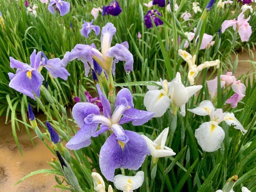 依田司さんのインスタグラム写真 - (依田司Instagram)「6月2日（金） 茨城県潮来市にある「水郷潮来あやめ園」から見ごろを迎えたアヤメをご紹介。 約500種100万株の、カキツバタや花菖蒲などのアヤメ科の植物が植えられています。 今年は例年と比べ1週間開花が早いものの、遅咲きまで様々な品種があるため、長い期間楽しむことができるそうです。 「水郷潮来あやめまつり」も開催され、アヤメの苗やアヤメ笠の販売も行われます。  台風や大雨の情報に尺をさき、十分にご紹介出来なかったにも関わらず、快く中継を引き受けてくださり感謝しかありません。ぜひ、晴れている日に訪れてみてください。水面がキラキラ輝く中の菖蒲は格別ですよ。  #水郷潮来あやめ園 #依田さん #依田司 #お天気検定 #テレビ朝日 #グッドモーニング #気象予報士 #お天気キャスター #森林インストラクター #グリーンセイバーアドバンス #プロジェクトワイルド #IPCC伝導者 #japan #japantrip #japantravel #unknownjapan #japanAdventure #japanlife #lifeinjapan #instagramjapan #instajapan #療癒 #ilovejapan #weather #weathercaster #weatherforecast」6月2日 9時55分 - tsukasa_yoda