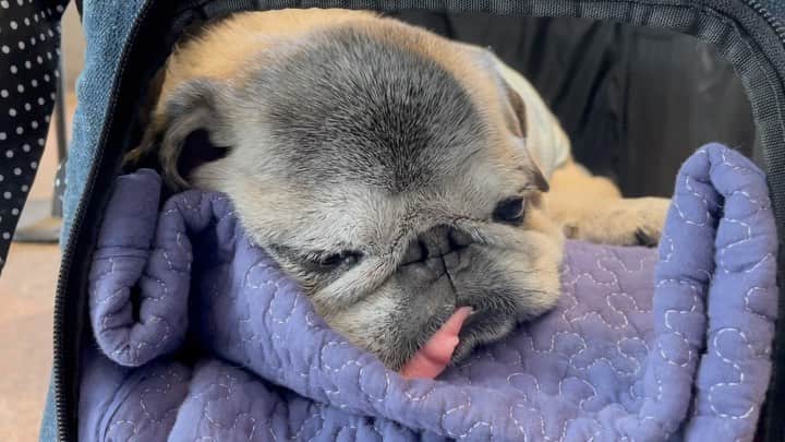 八兵衛のインスタグラム：「Hello June🥱 Jun1,2023 * * スタバで爆睡はっちゃん😴 * *  #ほぼ黒パグ #おじいちゃん犬 #16歳8か月  #pug #puggy #puglife #puglove #petstagram #pugstagram #pugsofinstagram #pugs #dog #八兵衛 #はちべえ」