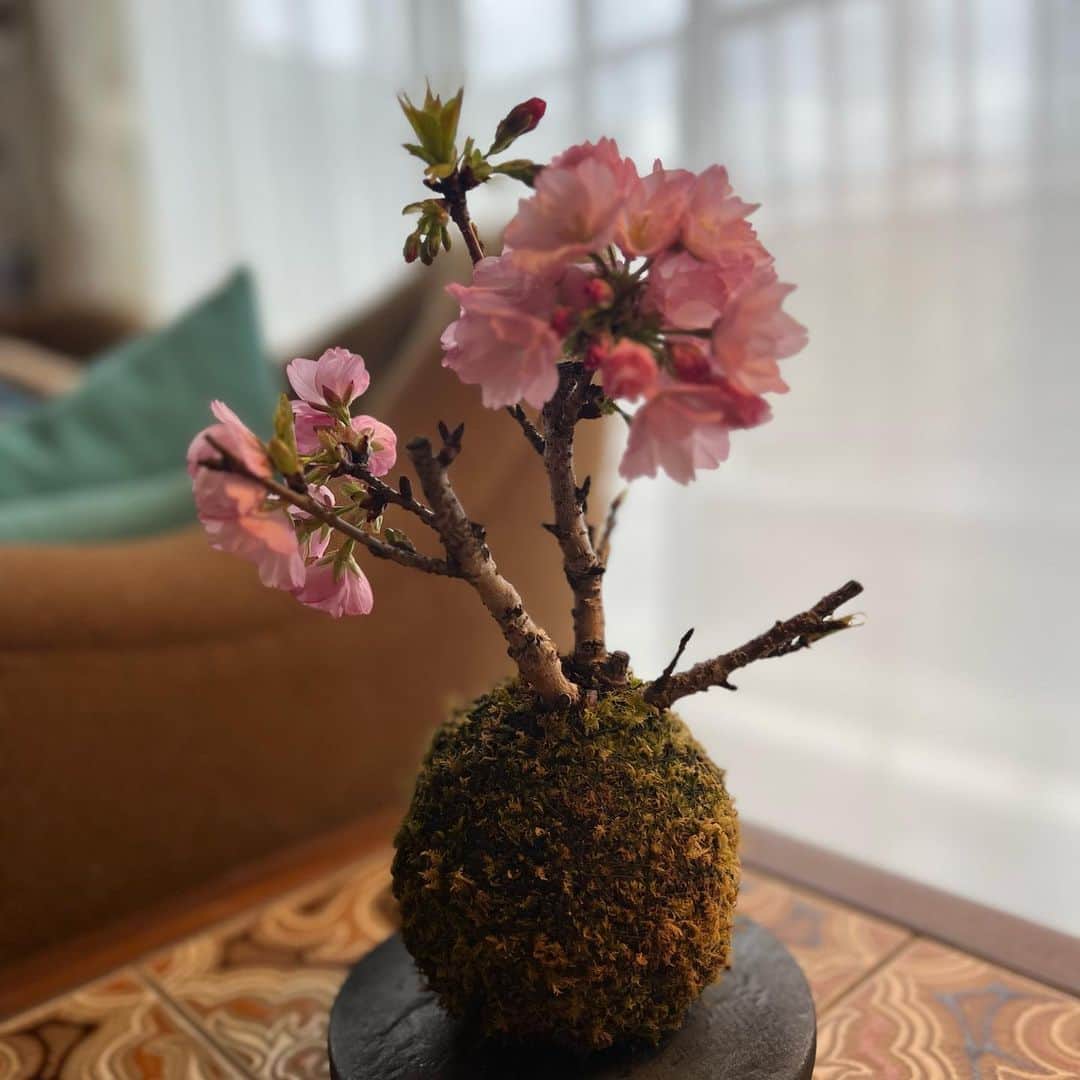 岡田美里さんのインスタグラム写真 - (岡田美里Instagram)「苔玉の旭山桜を山裾に植えたのは4月でしたが根付いてくれたようです👏👏 液肥をあげて見守っています。  今年から「ずっとやってみたかったこと」を少しづつ実現させていて、私はお稽古レッスンに(ずっと行ってみたかった！)ので仲良しさんと苔玉レッスンランチつきというのに3月に行ったのでした赤いトップスを着て。  レッスンに心動かされたのは、先生が雑誌ミセスの時代(1990年代)によく同じミセスのファッションページにでてらして大好きだったモデルの原由美さんだったから。 今も現役のモデルであり苔玉の先生なのです @yumi.luluhara   苔玉レッスン楽しかった！プライベートでランチなんてずっと行ったことなかったし、お稽古事もずっと離れていたけれど、還暦をすぎて忙しいを理由にしてはいけないと思ったのでした。  #原由美さん  #原由美先生の苔玉レッスン」6月2日 6時08分 - millieokada