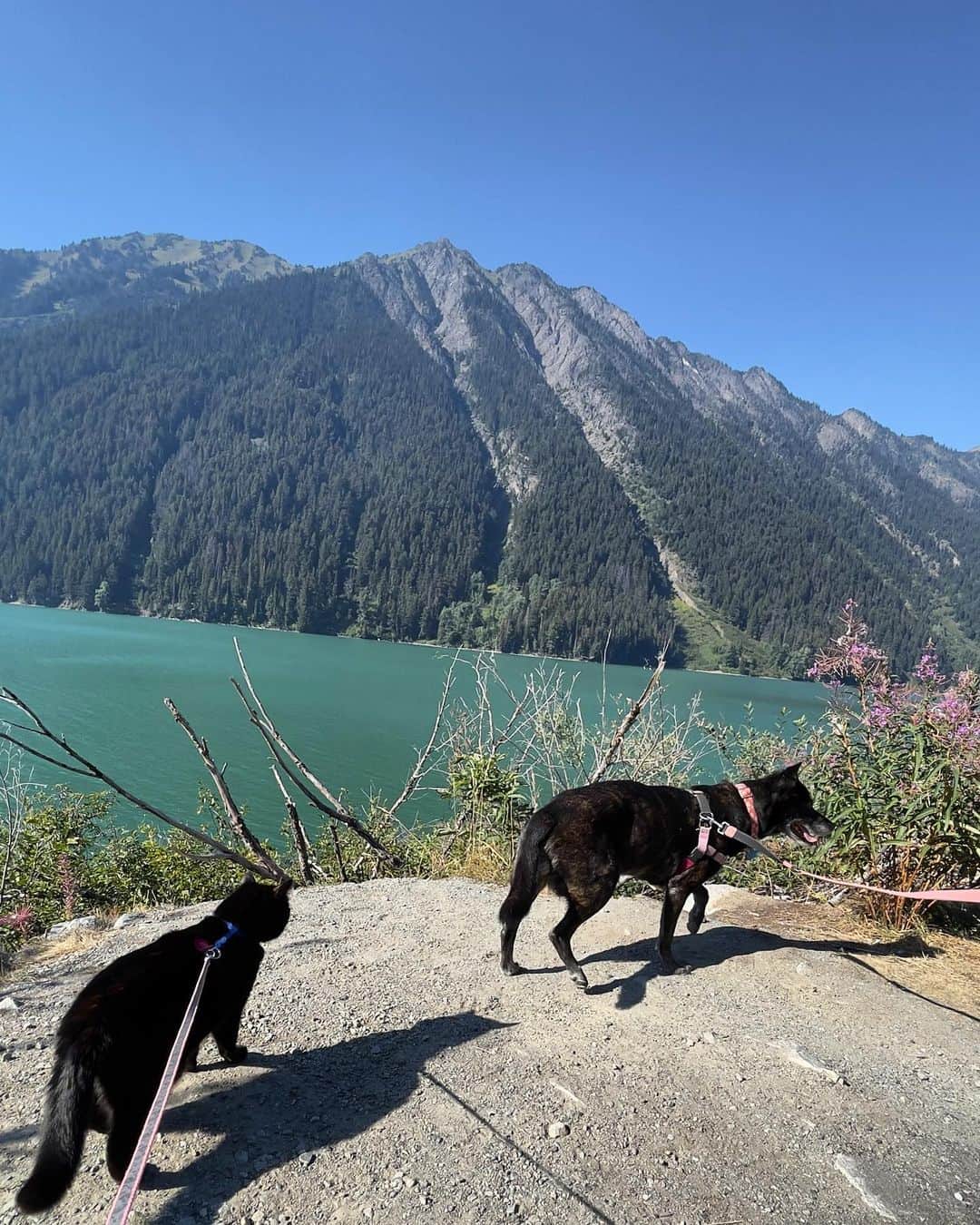 The Cats Of Instagramのインスタグラム：「Summer road trips are here!」
