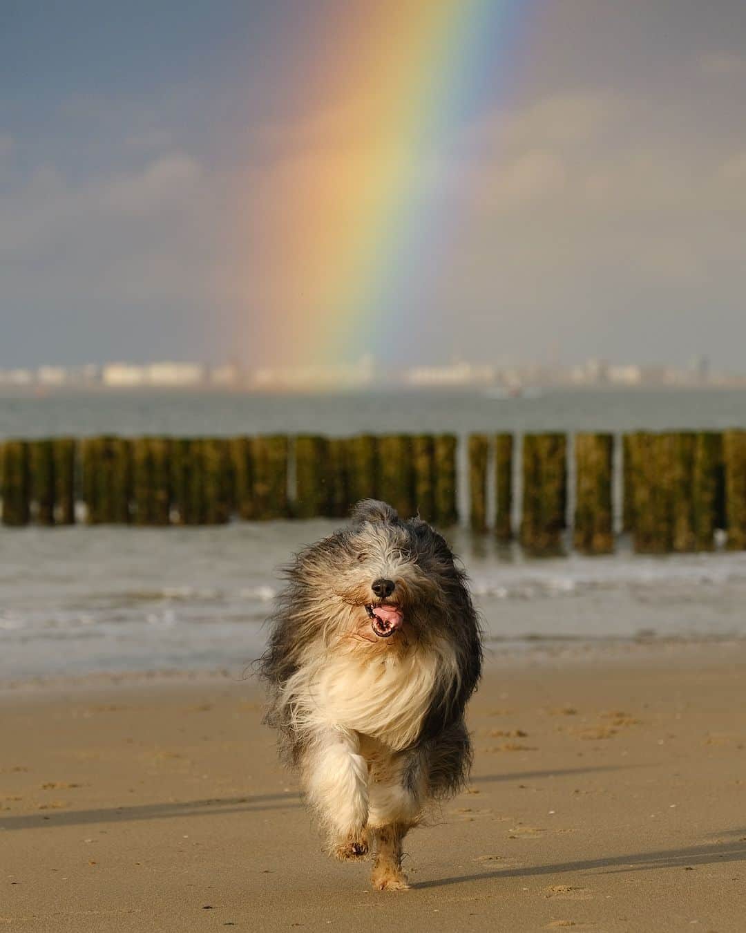 アニマルプラネットさんのインスタグラム写真 - (アニマルプラネットInstagram)「🐶🌈🌊☀️  Photo by Sandro Bisaro  #Happy #Rainbow #DogLover #Animals #DogLife」6月2日 6時42分 - animalplanet
