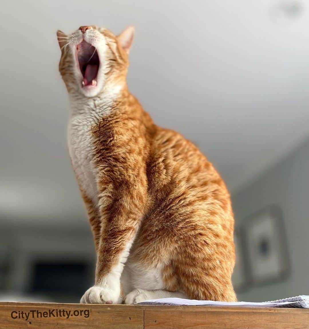 City the Kittyのインスタグラム：「Hear me roar!🙀😺  #hearmeroar #roarcats」
