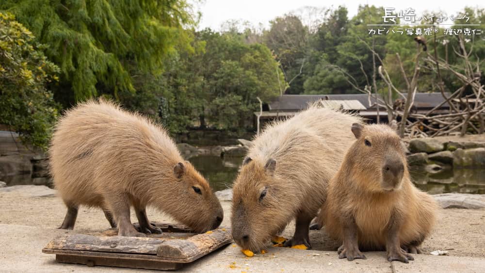 渡辺克仁さんのインスタグラム写真 - (渡辺克仁Instagram)「おはようございます。  #カピバラ #水豚 #capybara #おはよう」6月2日 7時00分 - katsuhito.watanabe
