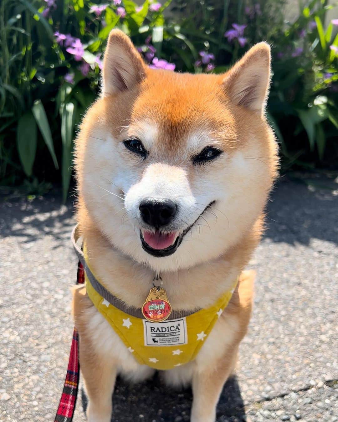 のインスタグラム：「. HELLO〜こんにちわん🐻🐶🌞 . ちょっと眩しそうな さにちゃんがまた可愛い♡ . ③サニちゃん笑ってラムちゃん真顔 ④ラムちゃん笑ってサニちゃん真顔 . さにーちゃんもふもふでまんまる😆 . . #さにらむ散歩 #柴犬#豆柴 #赤柴#豆柴子犬#豆柴多頭飼い #まめしば#しばいぬ#anicas#shiba_snap #shibainu#shiba#mameshiba#shibastagram #豆柴サニーちゃん#豆柴ラムちゃん#さにらむ #さにらむ2023#さにらむどん」