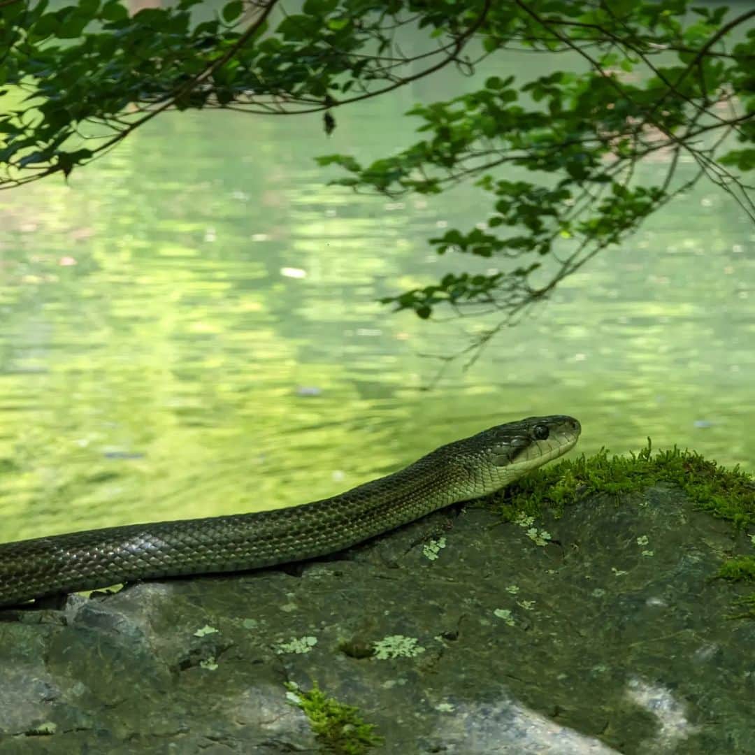 refeiaのインスタグラム：「🐍」