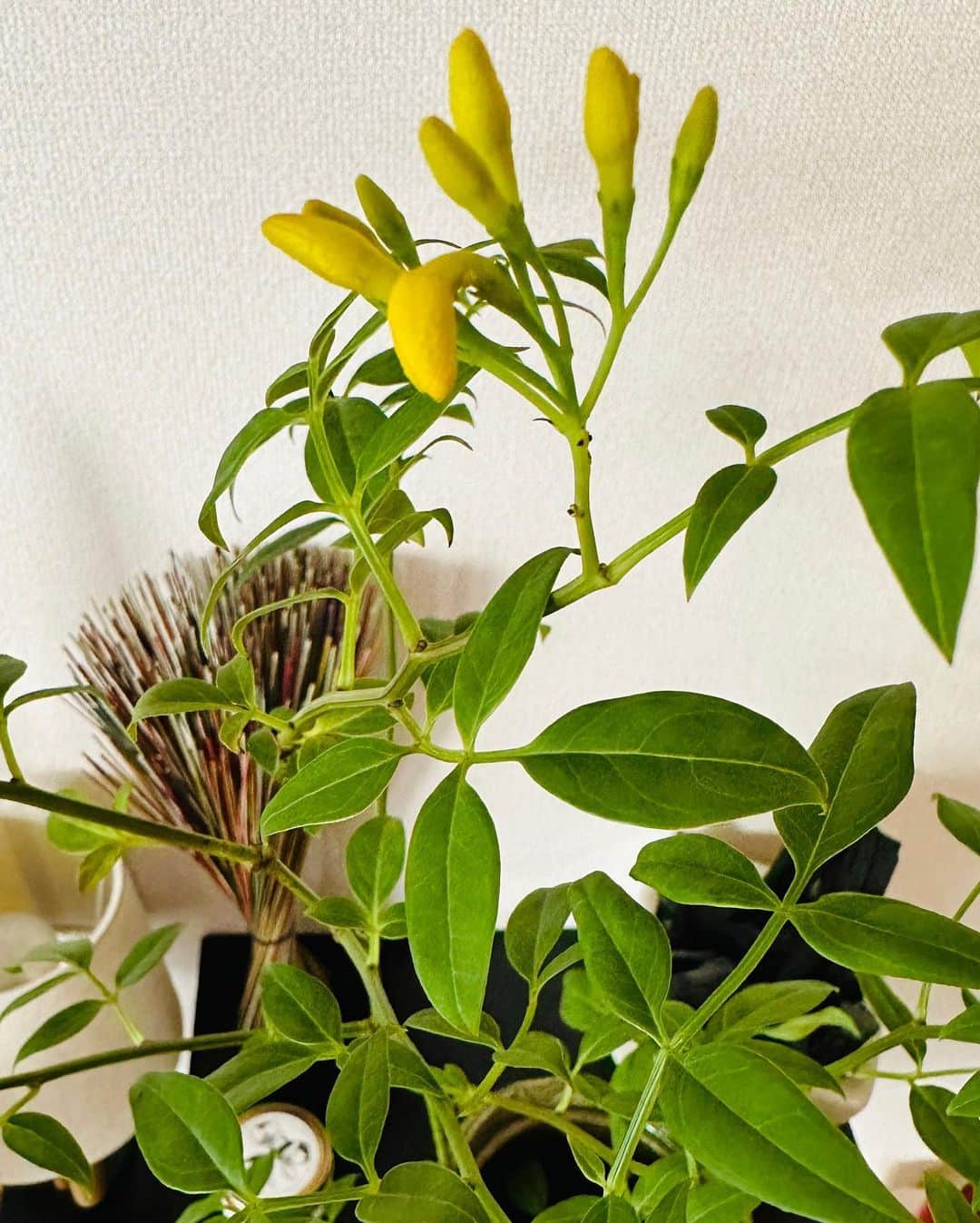 藤井美加子さんのインスタグラム写真 - (藤井美加子Instagram)「🤯🗒️😮‍💨 お勉強の帰り道 お花屋さんで見つけたよ 黄色いお花を咲かせるんだって。  新しい花器に生けて 色んな角度から眺めて 満たされています🫧🤍 𓂃 𓈒𓏸＾＾🤍幸せ。  皆さんが幸せ感じるのはどんな時？  #枝物 #ソケイ #花のある暮らし  #丁寧な暮らし  #リビング #小さな幸せ」5月9日 16時28分 - mikako_miki