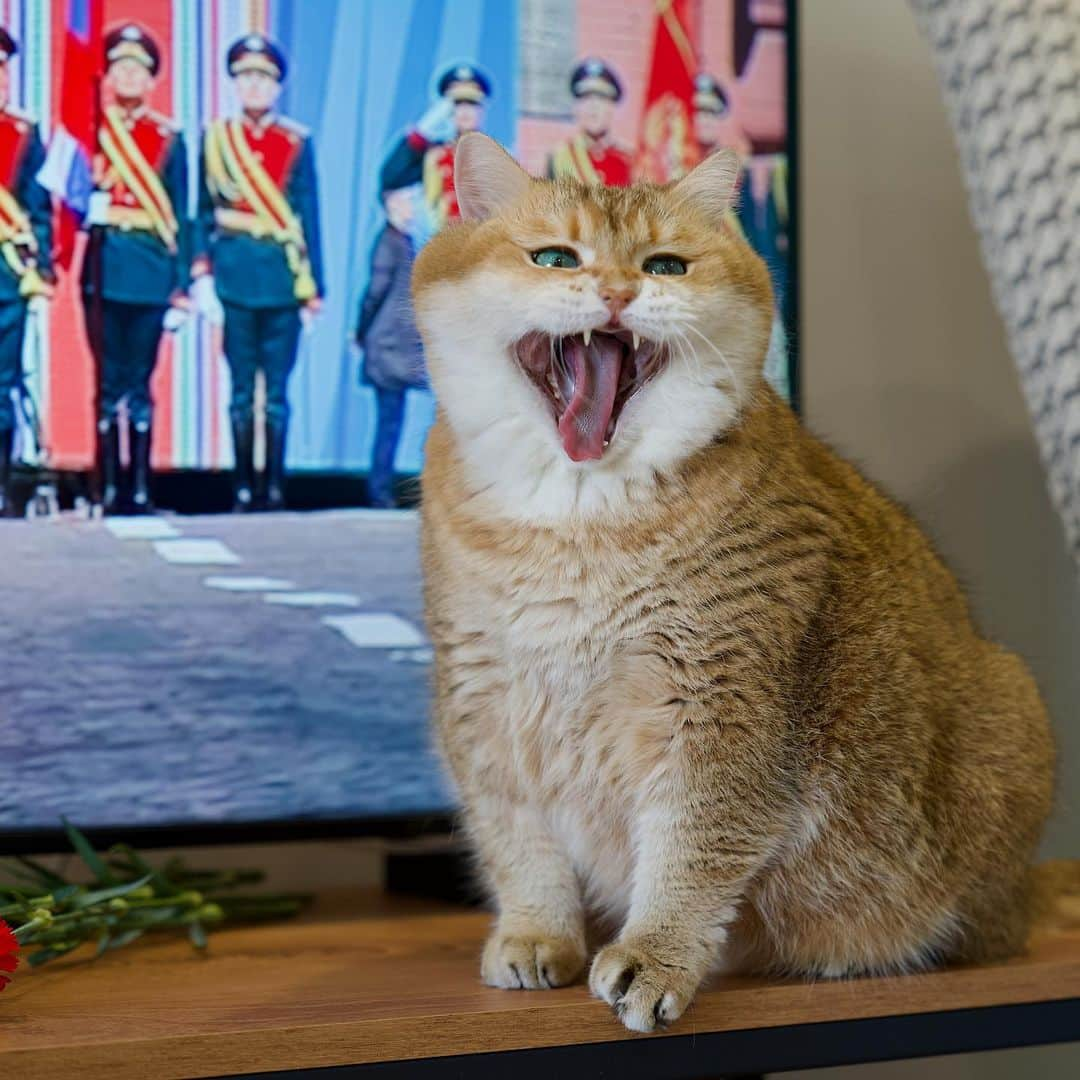 Hosicoさんのインスタグラム写真 - (HosicoInstagram)「С Днём Победы! 🎉 Victory Day 9 May!」5月9日 16時46分 - hosico_cat