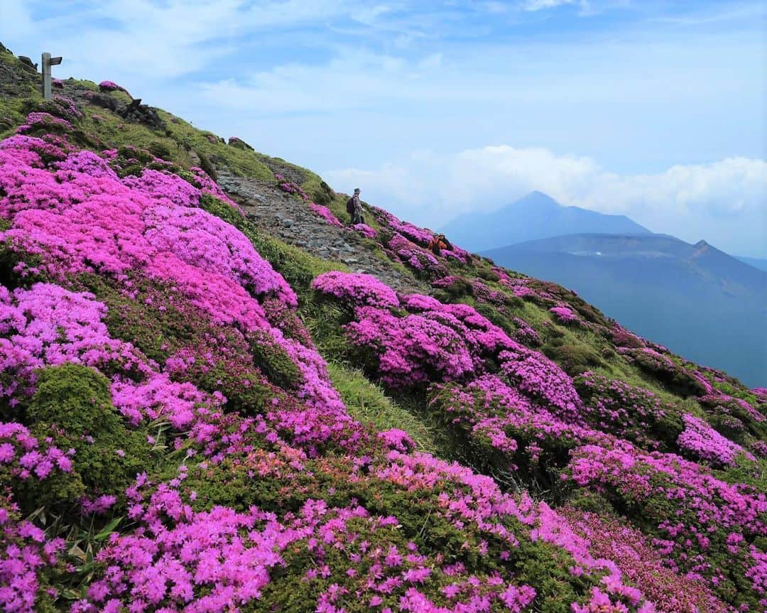 九州電力さんのインスタグラム写真 - (九州電力Instagram)「霧島山を染める紅紫色の花々🌺 . ┈┈┈┈┈┈┈┈┈┈┈┈┈┈┈┈┈┈┈┈┈┈┈┈ 行ってみたいと思ったら【保存】やシェアしてね❤ ┈┈┈┈┈┈┈┈┈┈┈┈┈┈┈┈┈┈┈┈┈┈┈┈ . 鹿児島県と宮崎県にまたがる霧島山は、最高峰の韓国岳をはじめ、高千穂峰など20を超える火山からなる山々です。「日本百名山」にも選ばれており多くの登山客で賑わいます⛰ . これからの時期は、霧島の代表的な花である「ミヤマキリシマ」が咲き誇り、霧島山一帯を紅紫色に染めます。 . ※写真提供：霧島市 ※入山規制など、登山道の情報は「霧島市公式ホームページ」等で最新の情報をご確認ください。 ※写真は過去に撮影されたものです。 . お届けする九州の風景が、皆様の元気や癒しになれば幸いです🍀 . #九州電力 #鹿児島 #宮崎 #霧島山 #霧島 #霧島連山 #ミヤマキリシマ #山登り #はなまっぷ #天然記念物 #日本百名山」5月9日 17時00分 - kyuden_official