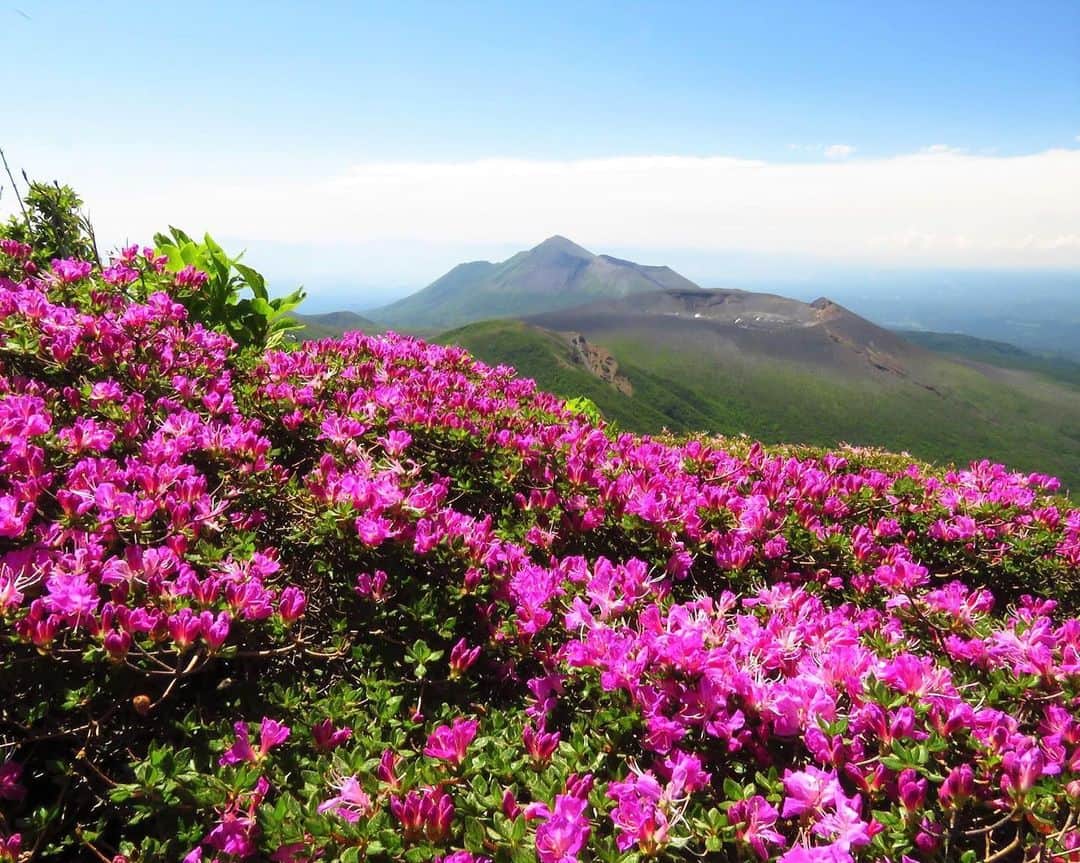 九州電力さんのインスタグラム写真 - (九州電力Instagram)「霧島山を染める紅紫色の花々🌺 . ┈┈┈┈┈┈┈┈┈┈┈┈┈┈┈┈┈┈┈┈┈┈┈┈ 行ってみたいと思ったら【保存】やシェアしてね❤ ┈┈┈┈┈┈┈┈┈┈┈┈┈┈┈┈┈┈┈┈┈┈┈┈ . 鹿児島県と宮崎県にまたがる霧島山は、最高峰の韓国岳をはじめ、高千穂峰など20を超える火山からなる山々です。「日本百名山」にも選ばれており多くの登山客で賑わいます⛰ . これからの時期は、霧島の代表的な花である「ミヤマキリシマ」が咲き誇り、霧島山一帯を紅紫色に染めます。 . ※写真提供：霧島市 ※入山規制など、登山道の情報は「霧島市公式ホームページ」等で最新の情報をご確認ください。 ※写真は過去に撮影されたものです。 . お届けする九州の風景が、皆様の元気や癒しになれば幸いです🍀 . #九州電力 #鹿児島 #宮崎 #霧島山 #霧島 #霧島連山 #ミヤマキリシマ #山登り #はなまっぷ #天然記念物 #日本百名山」5月9日 17時00分 - kyuden_official