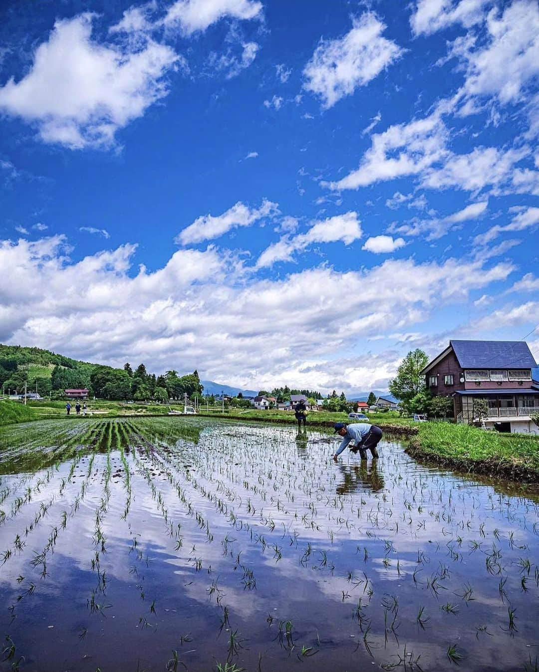 ?長野県 観光 公式インスタグラム さんのインスタグラム写真 - (?長野県 観光 公式インスタグラム Instagram)「// Photo by @hiroyuki11283351  Delicious Rice from Iiyama (Iiyama City)  A pastoral landscape extends across the city of Iiyama.  Thanks to plentiful water, fertile soil and a large difference in day and night temperatures, this region is capable of growing delicious rice.  Rice planting begins in early May and some farms offer rice planting experiences and events around this time.   *Please do not enter private property without permission.  ＝＝＝＝＝＝＝＝＝  豊かな自然で育つ米 「おいしいお米の産地 飯山市」 ＠飯山市  のどかな田園風景が広がる「飯山市」  豊富な水や肥沃な土壌、昼夜の寒暖差が大きいなど 美味しいお米が育つ好条件がそろう🌾✨️ 米どころでもあります😀✨️  ５月上旬から田植えが始まり 田植え体験を楽しめる場所やイベントもありますよ🐸✨️  ＊） 許可なく農地への立ち入りは絶対にお止めください。  ＿＿＿＿＿＿＿＿＿　  Location / Iiyama City , Nagano , Japan   #paddyfield #riceplanting #iiyamacity #長野のいいところ」5月9日 17時02分 - nagano_japan