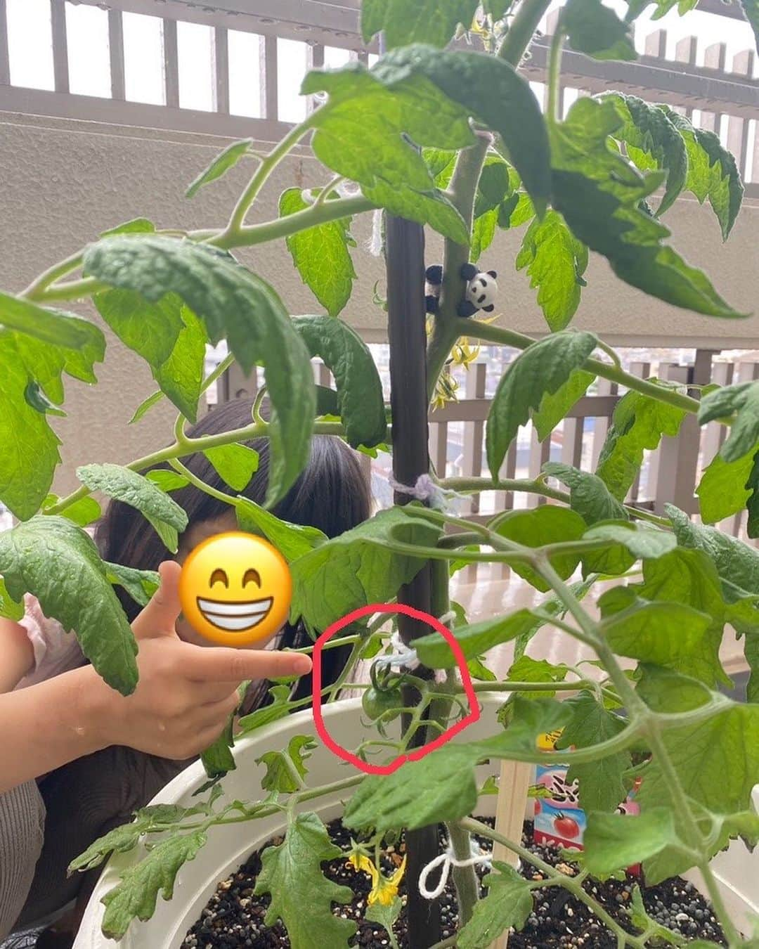 宮下純一さんのインスタグラム写真 - (宮下純一Instagram)「トマトもイチゴ🍅🍓も一気に実をつけてキターーーー😊ホームセンターの人気店員さんにレクチャー受けてしっかり追肥とコメントでオススメいただいた栄養剤を少しだけ注入‼️成長の良さに生命力を感じますね😇#家庭菜園初心者 #イチゴ #ミニトマト #1ヶ月 #今のところ順調に成長中」5月9日 8時18分 - junichi1017