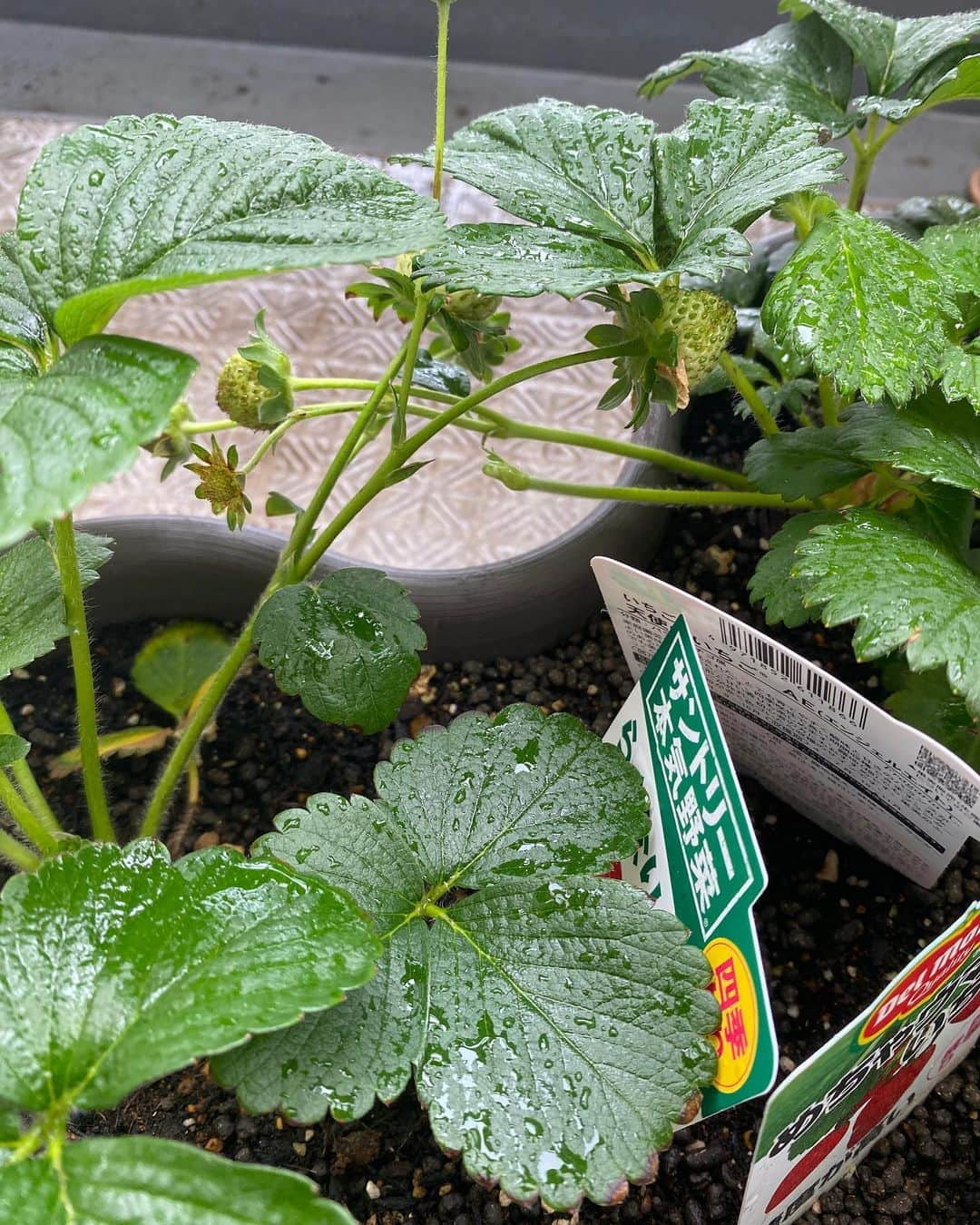 宮下純一さんのインスタグラム写真 - (宮下純一Instagram)「トマトもイチゴ🍅🍓も一気に実をつけてキターーーー😊ホームセンターの人気店員さんにレクチャー受けてしっかり追肥とコメントでオススメいただいた栄養剤を少しだけ注入‼️成長の良さに生命力を感じますね😇#家庭菜園初心者 #イチゴ #ミニトマト #1ヶ月 #今のところ順調に成長中」5月9日 8時18分 - junichi1017