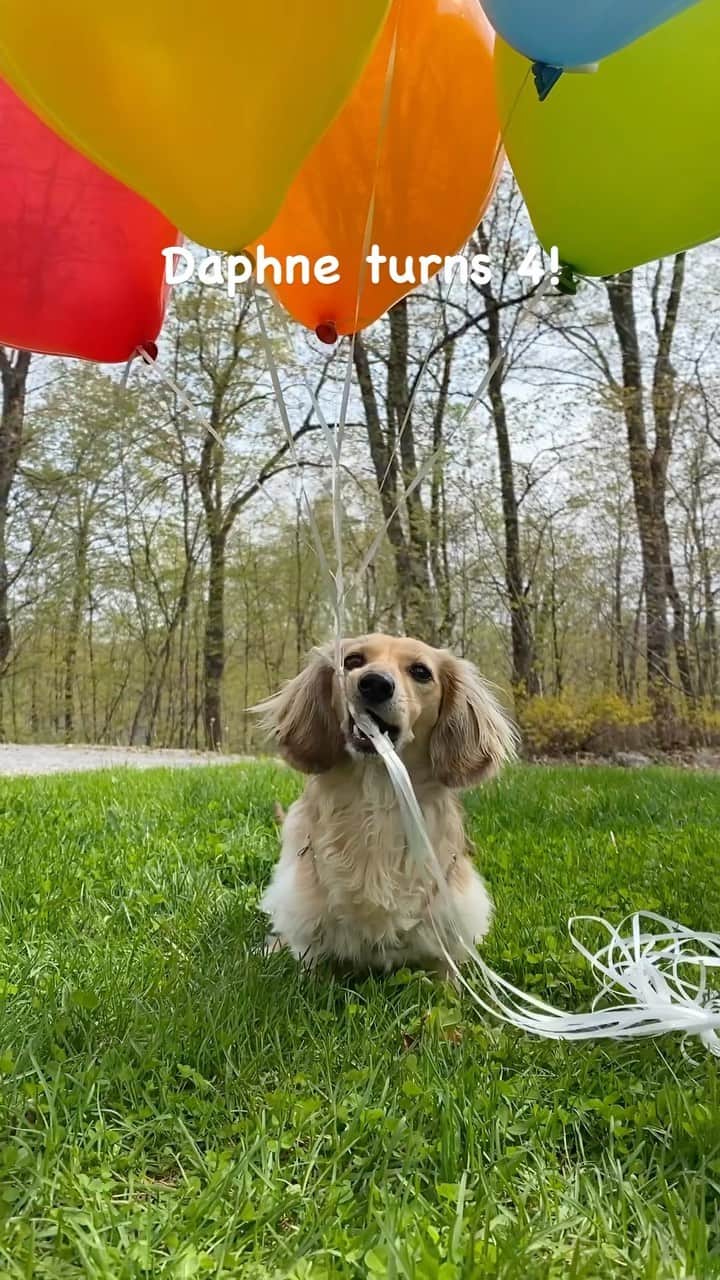 Crusoe the Celebrity Dachshundのインスタグラム：「“Daphne turns 4 today!! So we did all her favorite things! ☺️” ~ Crusoe & Daphne」