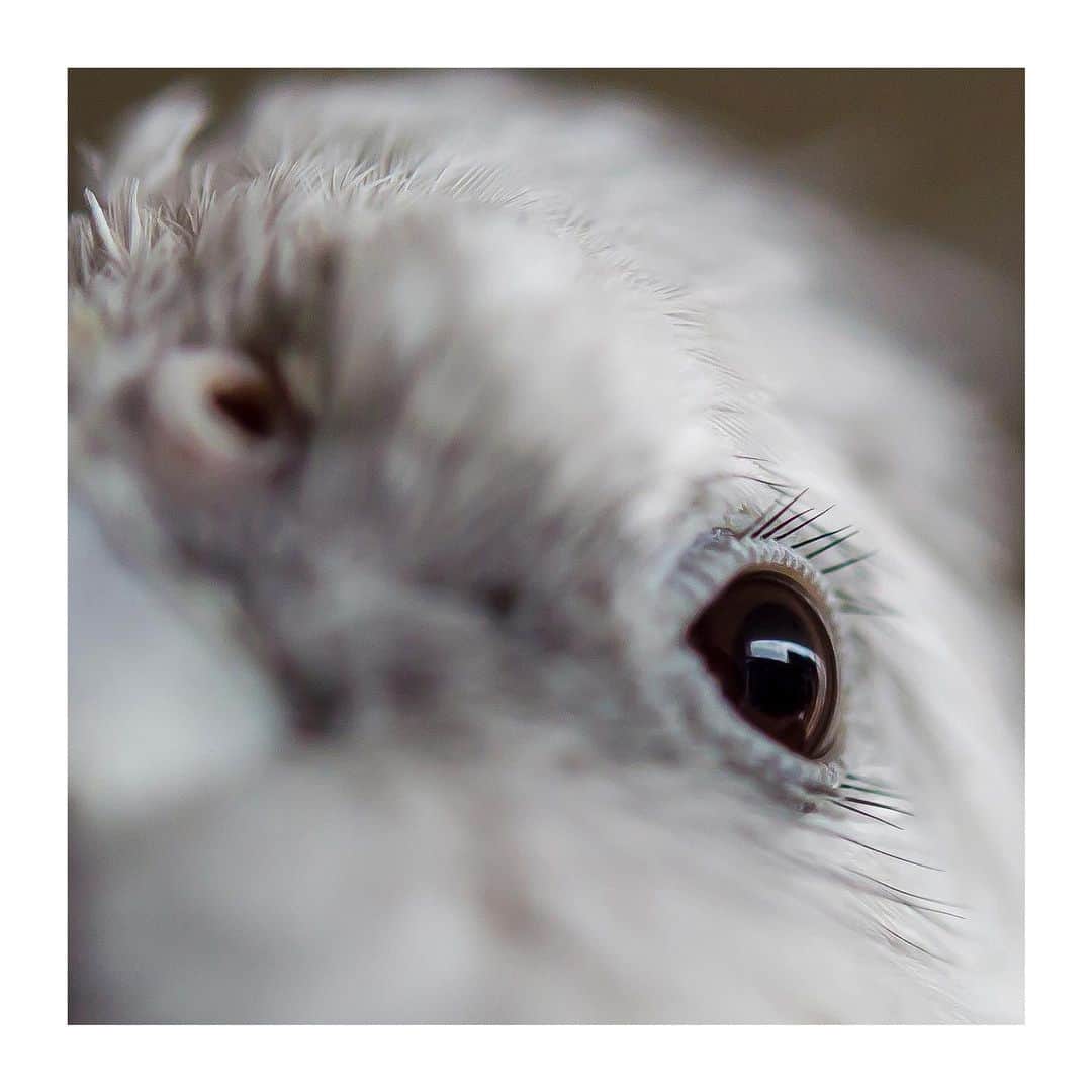 YURAPOi ゆらぽぃのインスタグラム：「best photo  http://www.ryoichisakai.com  #オカメインコ #ゆらちゃん  ©︎ryoichisakai」