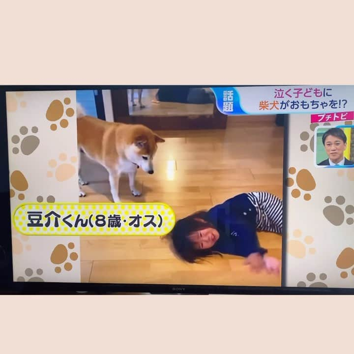 柴犬Mamesuke・Korosuke??大阪のインスタグラム：「昨日、TBSのひるおびに出させていただきました😊 チャリちゃん初テレビ出演は大号泣でした😆 🐾-—*-—*-—*-—*🐾 #MameKoro #豆コロ #柴犬と子供 #犬と子供 #チャリちゃん見守り隊 #子守犬 #豆柴 #柴犬 #赤柴 #豆介 #コロ介 #shibagram #shibastagram #shibainu #shiba #🐕📷」