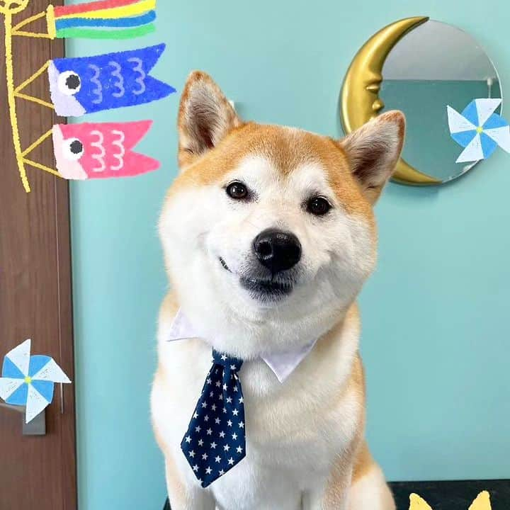 柴犬⭐️サスケさんのインスタグラム写真 - (柴犬⭐️サスケInstagram)「おは੯ꔷ̀͡ᓑﾜﾝ🐾⁡ ⁡#柴犬#赤柴#いぬら部 #ふわもこ部#わんだフォ#しばすたぐらむ#北海道#柴北会#さすけ#茶助#男の子#トリミング#シャンプー#太った？笑#モフモフ#🛀」5月9日 8時55分 - shiba20150405