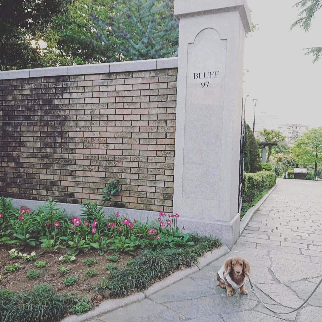 くるみんさんのインスタグラム写真 - (くるみんInstagram)「* 4月23日 外国のようなエントランスのアメリカ山公園  ひまりちゃん、昨日からケージ外でのおトイレの成功率が急激にUP‼️ トレーナーさんのアドバイスって凄いな  #カニンヘンダックスの日常 #カニンヘンダックスフンド #カニンヘンダックスフント #カニンヘンダックスフンドチョコタン #カニンヘン #カニンヘンダックス #カニンヘン多頭飼い #カニンヘンの会 #チョコタンダックスフント #チョコタンダックスフンド #チョコタンダックス #チョコタン #ダックス多頭飼い #ダックスフントカニンヘン #ダックスフント #ダックスフンド #ダックス #ダックスの日常 #ダックスフンドカニンヘン #ダックス部 #ダックス短足部 #いぬばか部 #いぬすたぐらむ #短足部 #dachshund #dachs #dogstagram #dog #todayswanko #inutome @waooon.jp  @doggymark_dachshund」5月9日 8時55分 - michirumugiazu