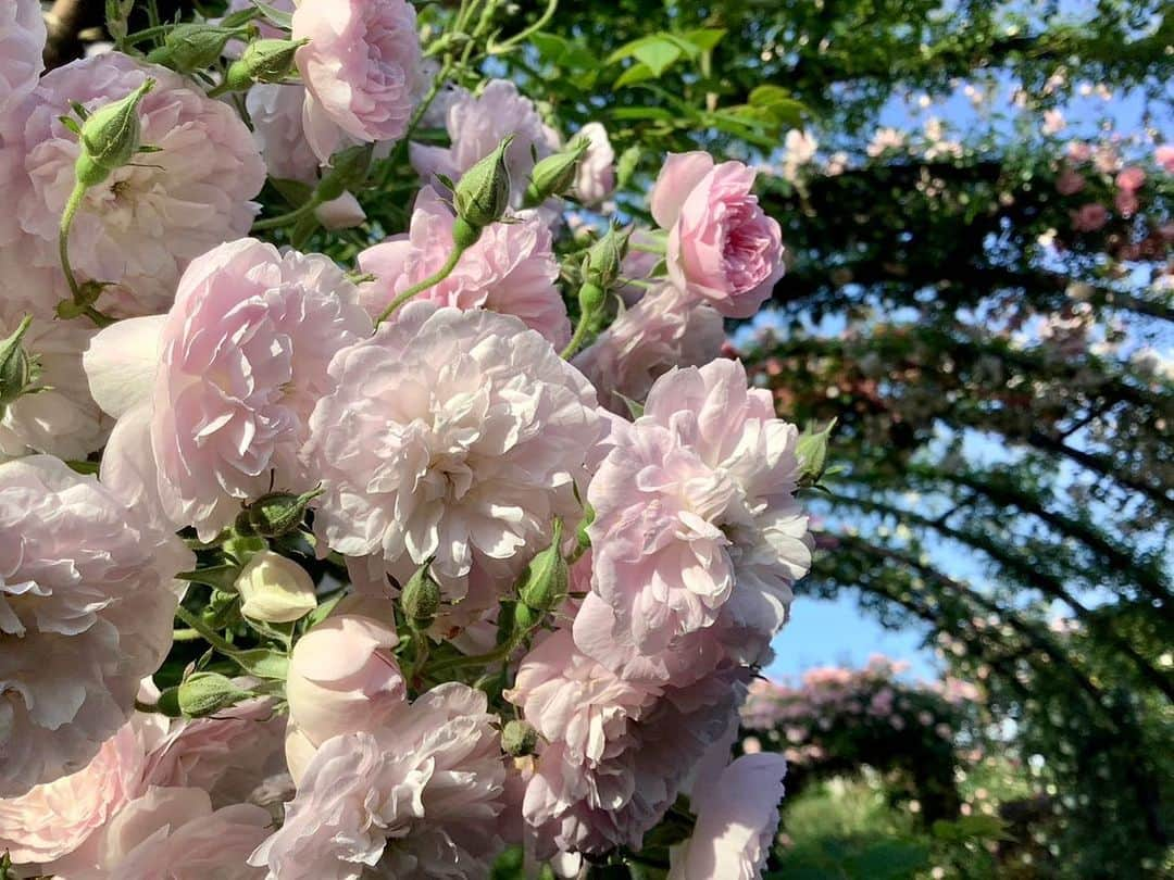 依田司さんのインスタグラム写真 - (依田司Instagram)「5月9日（火） ローズフェスティバル開催中の横浜イングリッシュガーデンから。秋バラは「ヨダキュラ」が何度かご紹介しましたが、春バラはグッドモーニング初。 50m続くバラのトンネルは春限定。淡い色から濃い色へグラデーションしていて美しい。バラのトンネルを囲むように4つの色に分かれたエリアが広がります。バラの小道では、春バラ特有の大きくて色鮮やかなバラが迫ってくるよう。 今朝は横浜市で開催中の「ガーデンネックレス横浜」のマスコット「ガーデンベア」君が遊びにきてくれました。お花のアフロヘアが何とも綺麗で可愛らしかったです。  #横浜イングリッシュガーデン #JackWolfskin #ジャックウルフスキン #依田さん #依田司 #お天気検定 #テレビ朝日 #グッドモーニング #気象予報士 #お天気キャスター #森林インストラクター #グリーンセイバーアドバンス #プロジェクトワイルド #IPCC伝導者 #japan #japantrip #japantravel #unknownjapan #japanAdventure #japanlife #lifeinjapan #instagramjapan #instajapan #療癒 #ilovejapan #weather #weathercaster #weatherforecast」5月9日 8時56分 - tsukasa_yoda