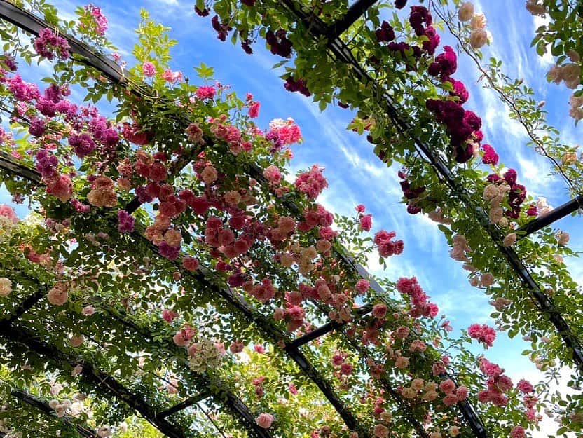依田司さんのインスタグラム写真 - (依田司Instagram)「5月9日（火） ローズフェスティバル開催中の横浜イングリッシュガーデンから。秋バラは「ヨダキュラ」が何度かご紹介しましたが、春バラはグッドモーニング初。 50m続くバラのトンネルは春限定。淡い色から濃い色へグラデーションしていて美しい。バラのトンネルを囲むように4つの色に分かれたエリアが広がります。バラの小道では、春バラ特有の大きくて色鮮やかなバラが迫ってくるよう。 今朝は横浜市で開催中の「ガーデンネックレス横浜」のマスコット「ガーデンベア」君が遊びにきてくれました。お花のアフロヘアが何とも綺麗で可愛らしかったです。  #横浜イングリッシュガーデン #JackWolfskin #ジャックウルフスキン #依田さん #依田司 #お天気検定 #テレビ朝日 #グッドモーニング #気象予報士 #お天気キャスター #森林インストラクター #グリーンセイバーアドバンス #プロジェクトワイルド #IPCC伝導者 #japan #japantrip #japantravel #unknownjapan #japanAdventure #japanlife #lifeinjapan #instagramjapan #instajapan #療癒 #ilovejapan #weather #weathercaster #weatherforecast」5月9日 8時56分 - tsukasa_yoda