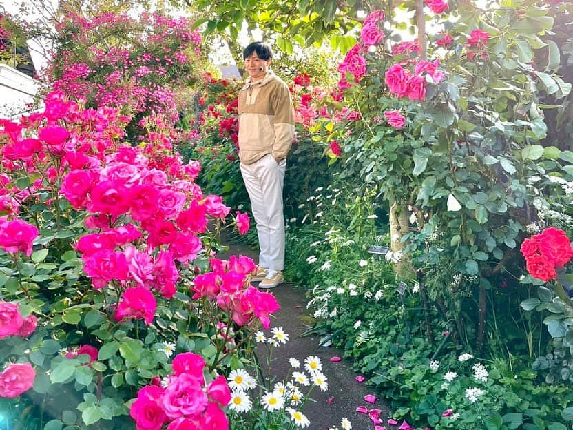 依田司のインスタグラム：「5月9日（火） ローズフェスティバル開催中の横浜イングリッシュガーデンから。秋バラは「ヨダキュラ」が何度かご紹介しましたが、春バラはグッドモーニング初。 50m続くバラのトンネルは春限定。淡い色から濃い色へグラデーションしていて美しい。バラのトンネルを囲むように4つの色に分かれたエリアが広がります。バラの小道では、春バラ特有の大きくて色鮮やかなバラが迫ってくるよう。 今朝は横浜市で開催中の「ガーデンネックレス横浜」のマスコット「ガーデンベア」君が遊びにきてくれました。お花のアフロヘアが何とも綺麗で可愛らしかったです。  #横浜イングリッシュガーデン #JackWolfskin #ジャックウルフスキン #依田さん #依田司 #お天気検定 #テレビ朝日 #グッドモーニング #気象予報士 #お天気キャスター #森林インストラクター #グリーンセイバーアドバンス #プロジェクトワイルド #IPCC伝導者 #japan #japantrip #japantravel #unknownjapan #japanAdventure #japanlife #lifeinjapan #instagramjapan #instajapan #療癒 #ilovejapan #weather #weathercaster #weatherforecast」