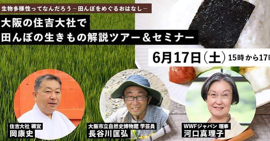 住吉大社 | sumiyoshitaishaのインスタグラム：「「生物多様性ってなんだろう　－田んぼをめぐるおはなし－」  大阪市立自然史博物館・WWFジャパンと住吉大社の共催で、田んぼの生きもの解説ツアーとセミナーを開催します。 ※ご参加には事前のお申込みが必要です。 期　日：令和5年6月17日（土） 第1部：御田の生きものツアー　15：00～15：20　場所　御田 講師　大阪市立自然史博物館　学芸員　長谷川匡弘さま 第2部：生物多様性セミナー　15：45～17：00　場所　神館（オンライン配信予定）　登壇者　大阪市立自然史博物館　学芸員　長谷川匡弘さま　WWFジャパン　理事　河口眞理子さま　住吉大社　禰宜　岡　康史 対象：小学生以上　定員50名　参加費：無料 ご参加ご希望の方は・・・WWFジャパンのWEBサイト、イベント情報からお申し込みください。  #住吉大社 #神社 #日本 #sumiyoshitaisha #osaka #japantrip #osakatrip #shrine #japan #大阪 #大阪観光 #神田 #御田植神事　#かかしプロジェクト #生物多様性 #サイエンス #環境 #社会課題 #文化 #なぞの土 #sdgs」