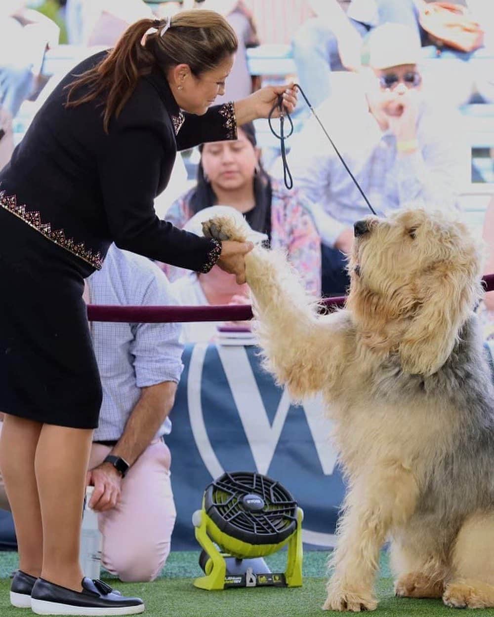 リディア・ハーストのインスタグラム：「That’s my precious, gentle, giant fur baby! Go @zoltarankou!! 🎉 Congratulations on being the #Otterhound Select Dog at the 147 @westminsterkennelclub show🏅❤️」