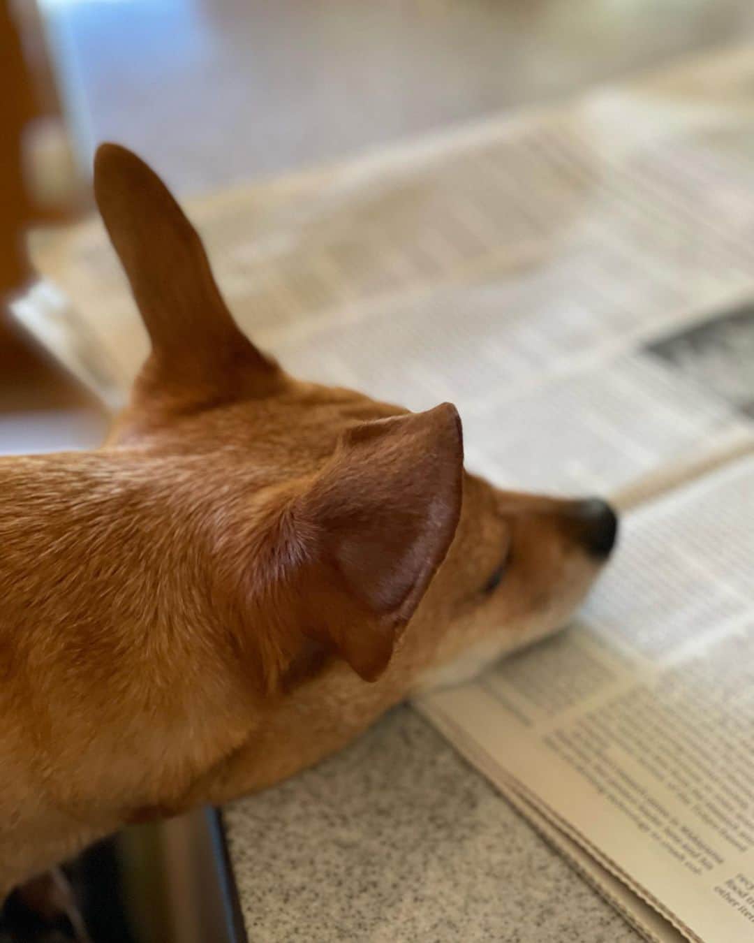結城アンナさんのインスタグラム写真 - (結城アンナInstagram)「🐶📰新聞読むと💤ちょいとっ眠くなるのだ💤🐶Snoozing💤🐶  #iamozzy🐶 #元保護犬 #bestwoof #adoptdontshop #adopt #保護犬を家族に #保護犬なくそう」5月9日 9時09分 - ayukihouse